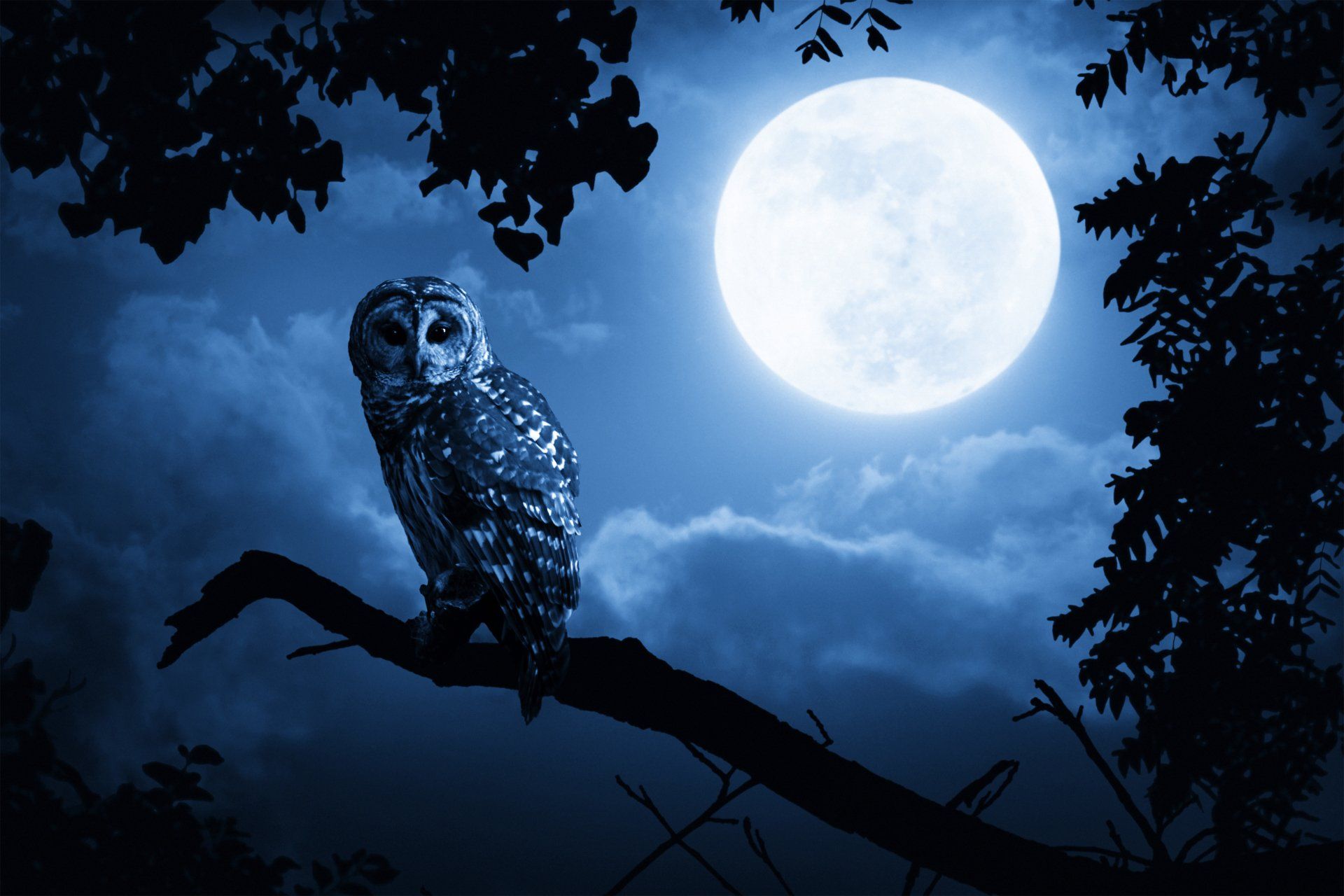 1920x1280 Owl 4k Wallpaper and Background: Free 4K Download