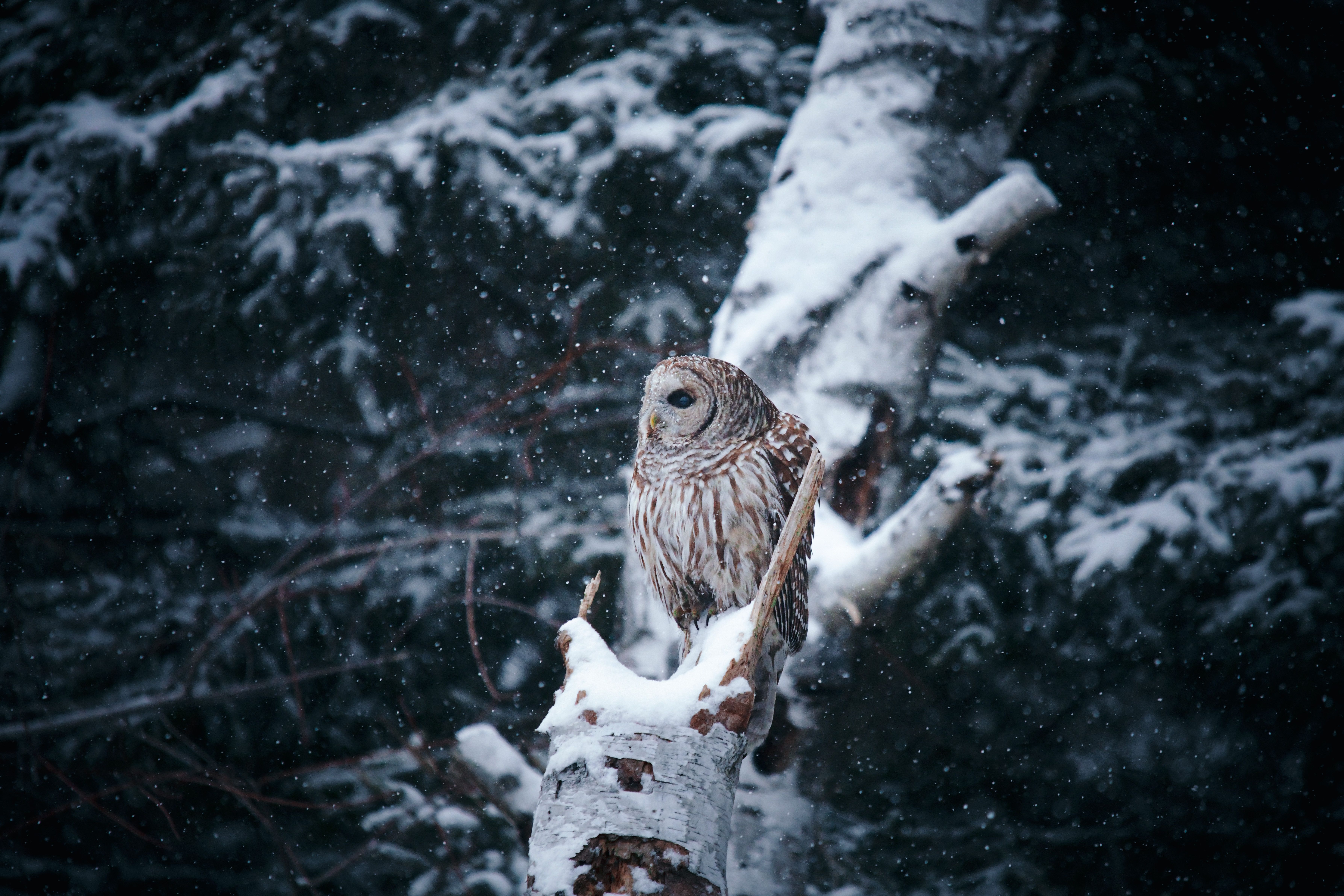 7152x4768 Owl 4k Wallpaper and Background: Free 4K Download