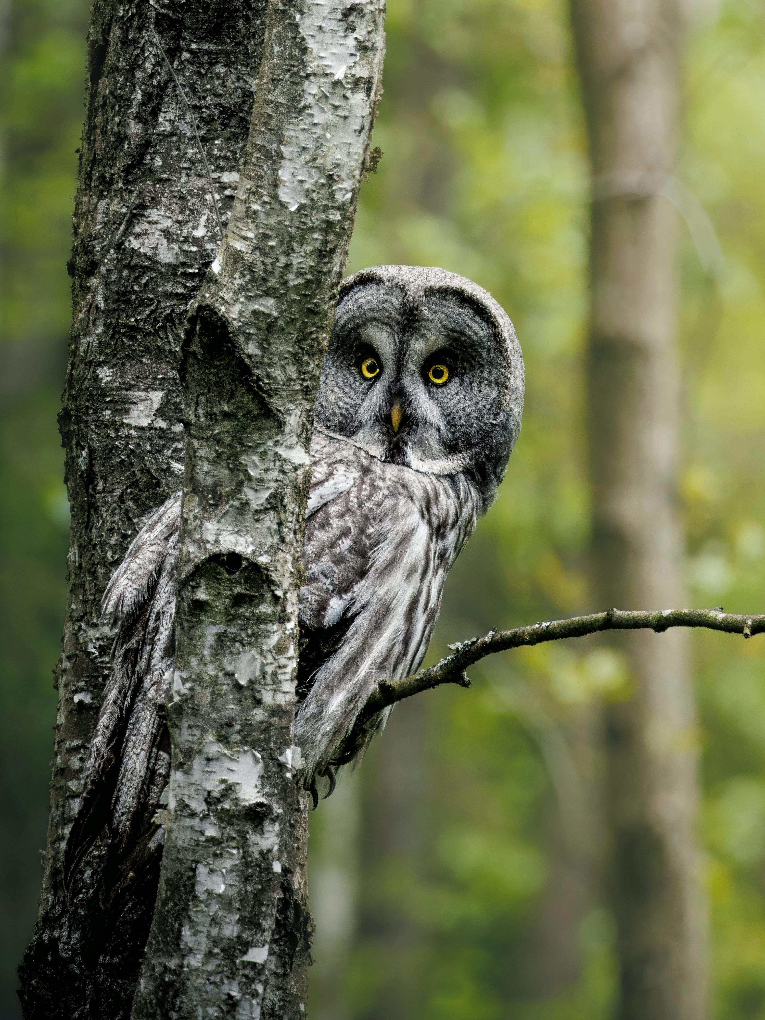 3000x3999 Owl Wallpaper: Free HD Download [4K]