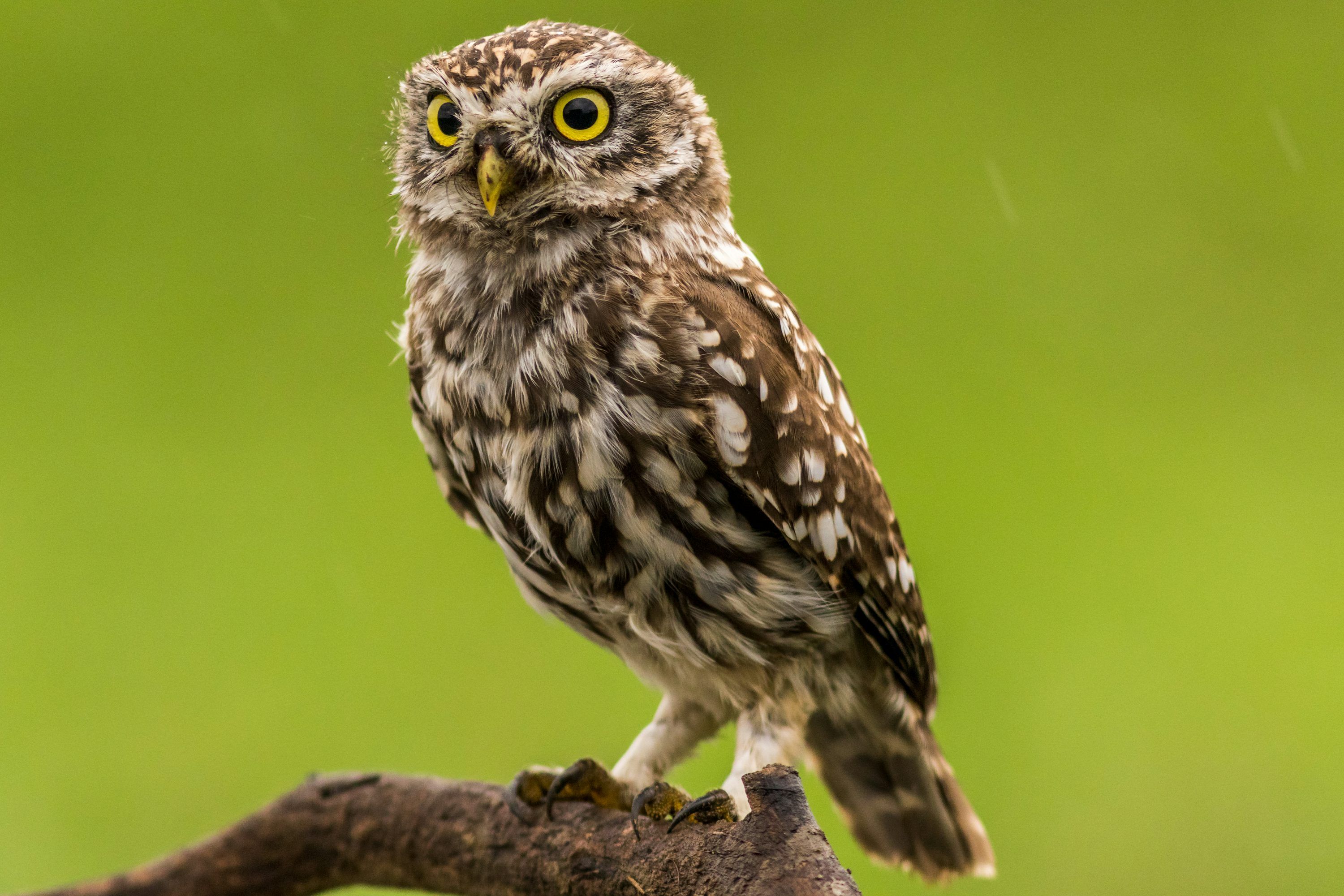 3000x2000 Owl Wallpaper: Free HD Download [4K]