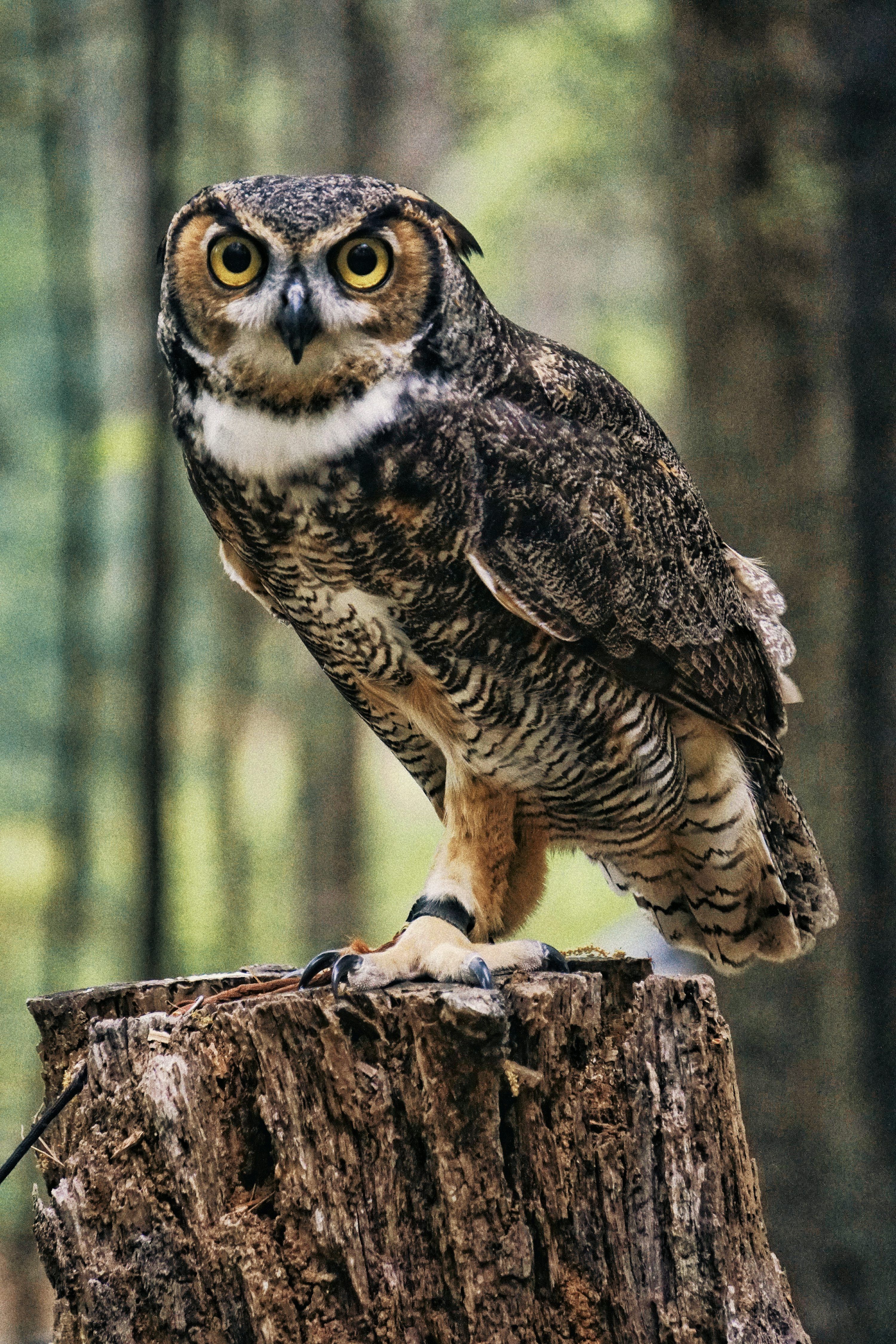3000x4500 Owl Wallpaper: Free HD Download [4K]