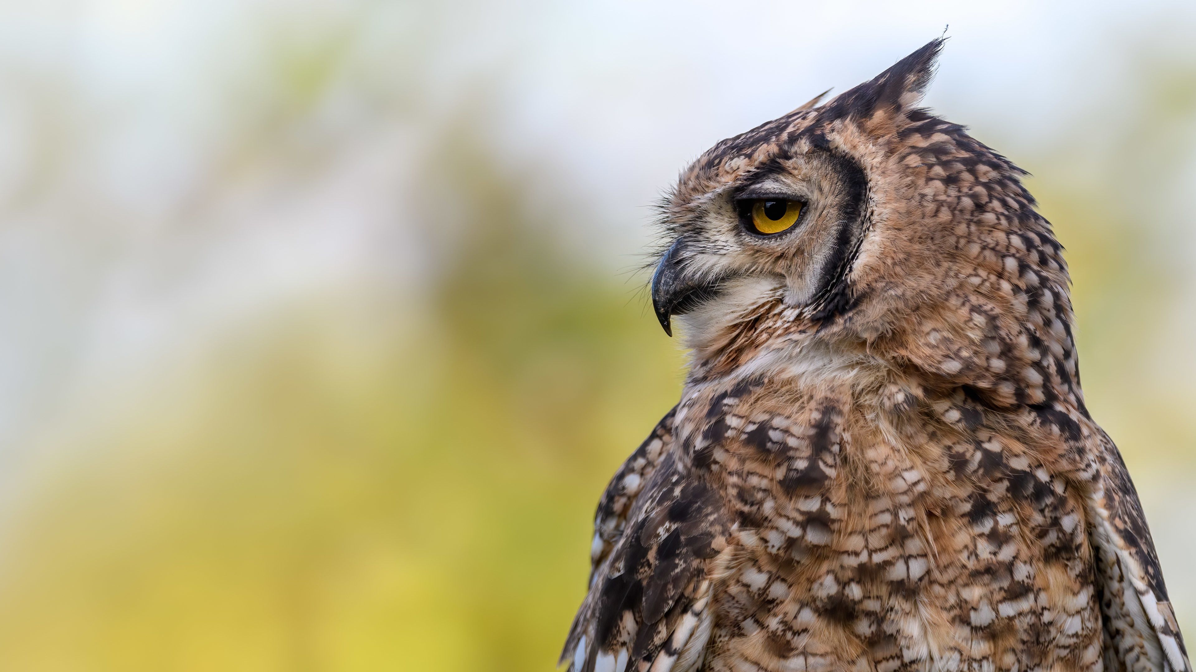 3840x2160 Owl 4k Wallpaper and Background: Free 4K Download