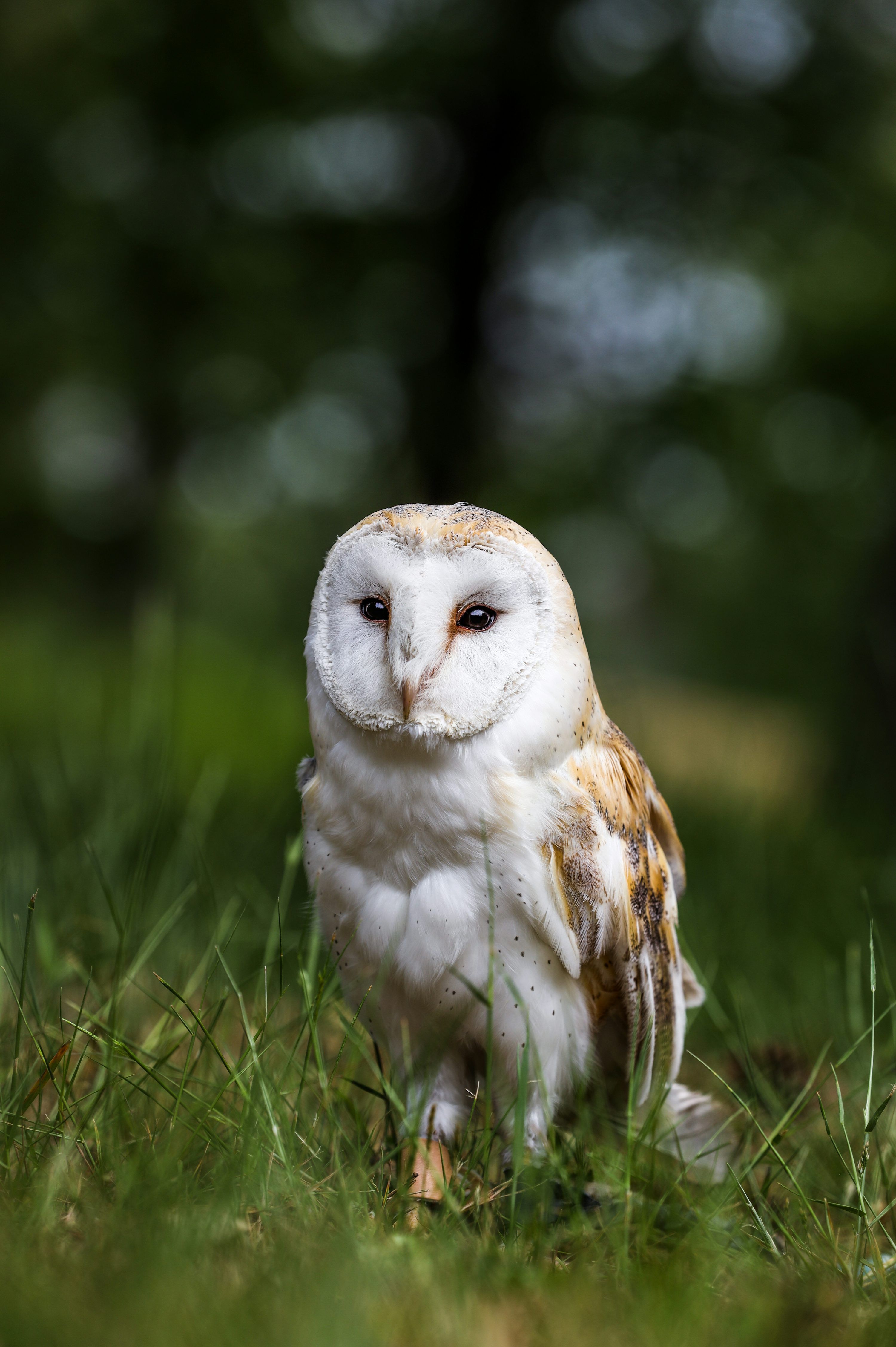 3000x4509 Owl Wallpaper: Free HD Download [4K]