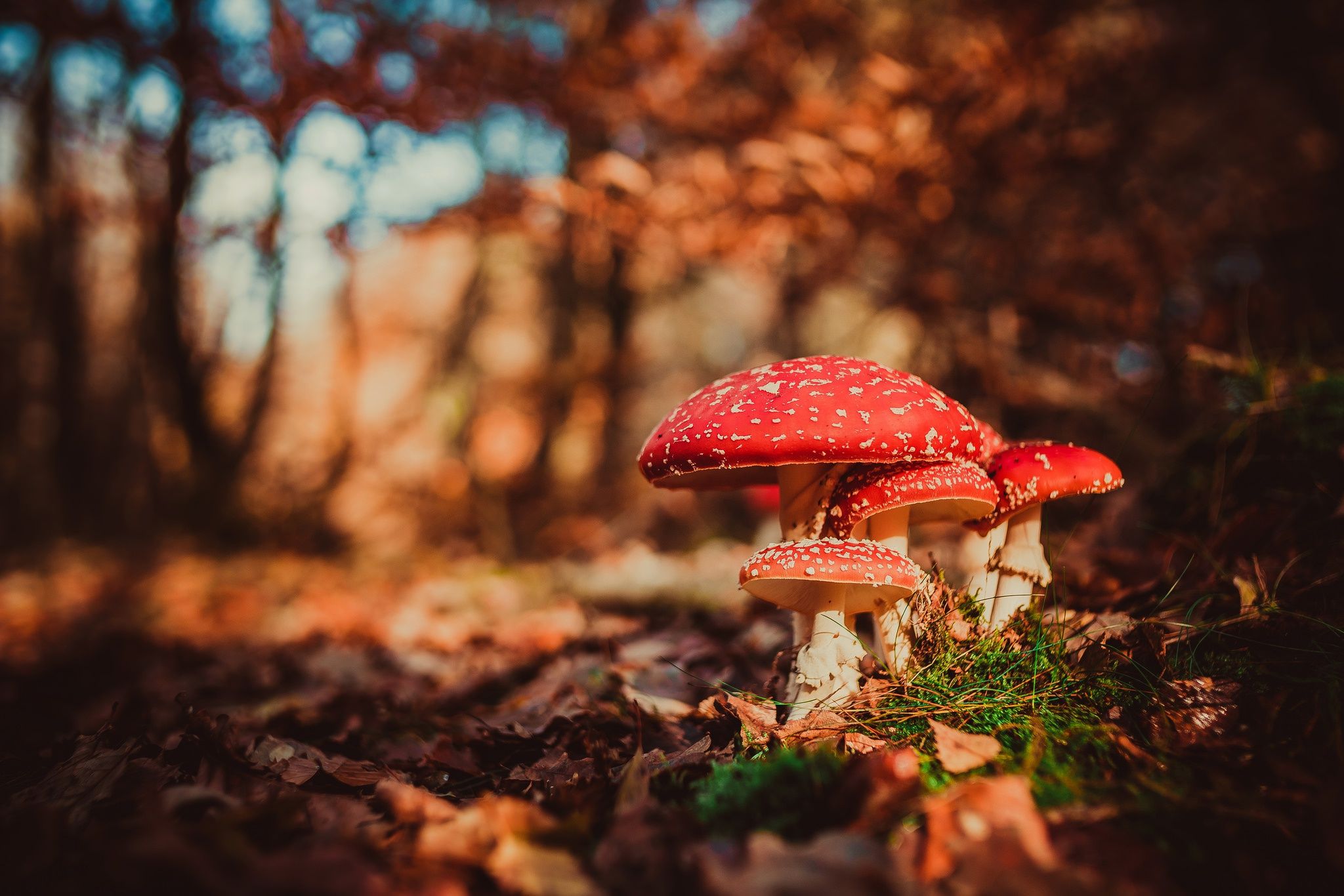 2048x1366 Enchanting Autumn Mushrooms in Vibrant Bokeh
