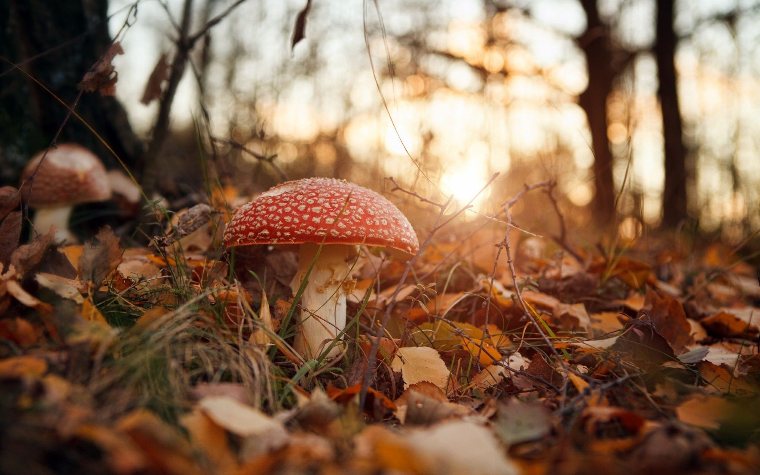 2560x1600 Mushroom Autumn Wallpaper
