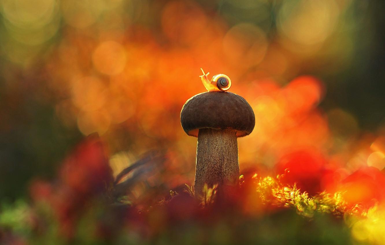 1332x850 Mushroom Autumn Wallpaper