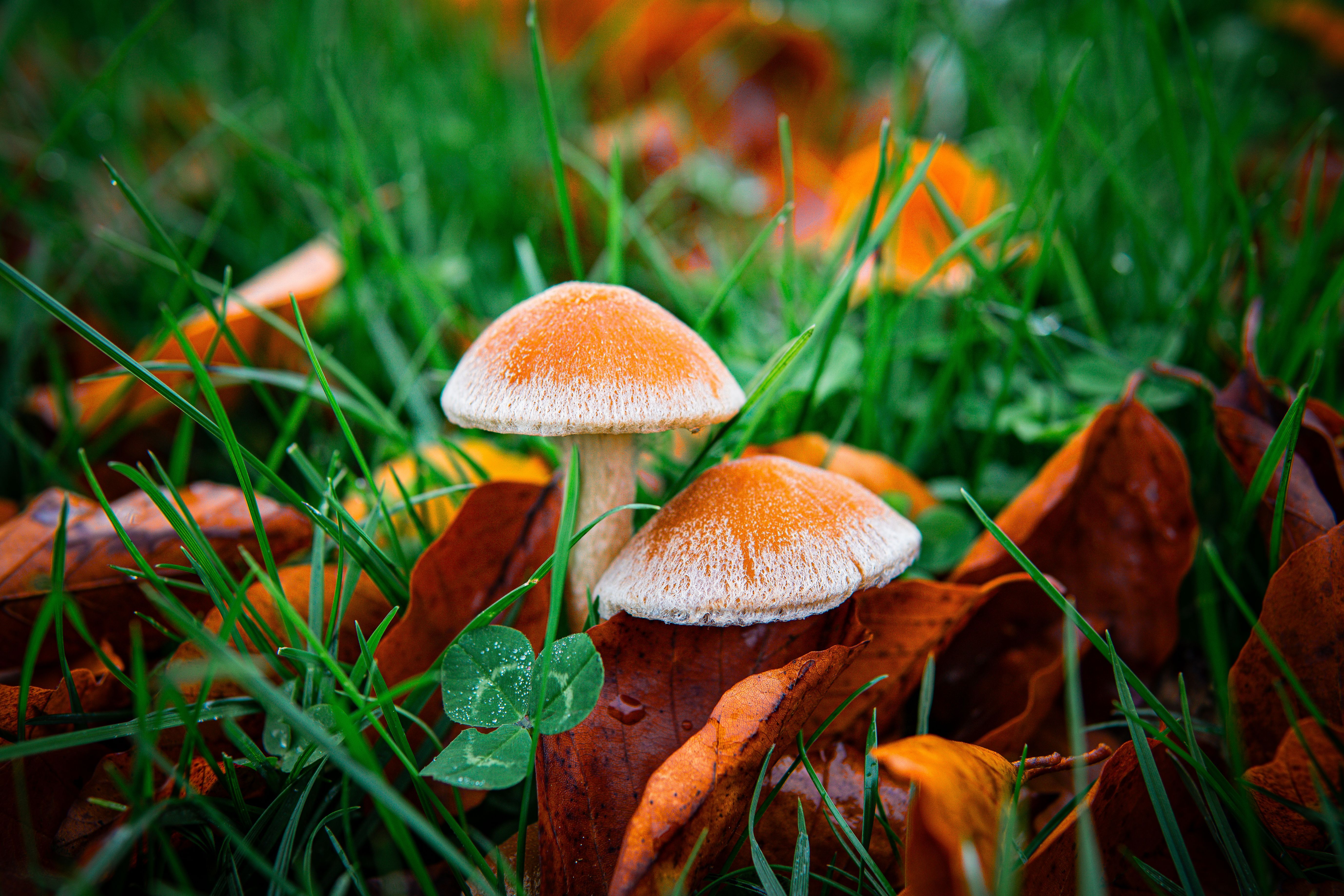 5517x3678 Autumn Mushrooms on Grass with Fallen Leaves · Free