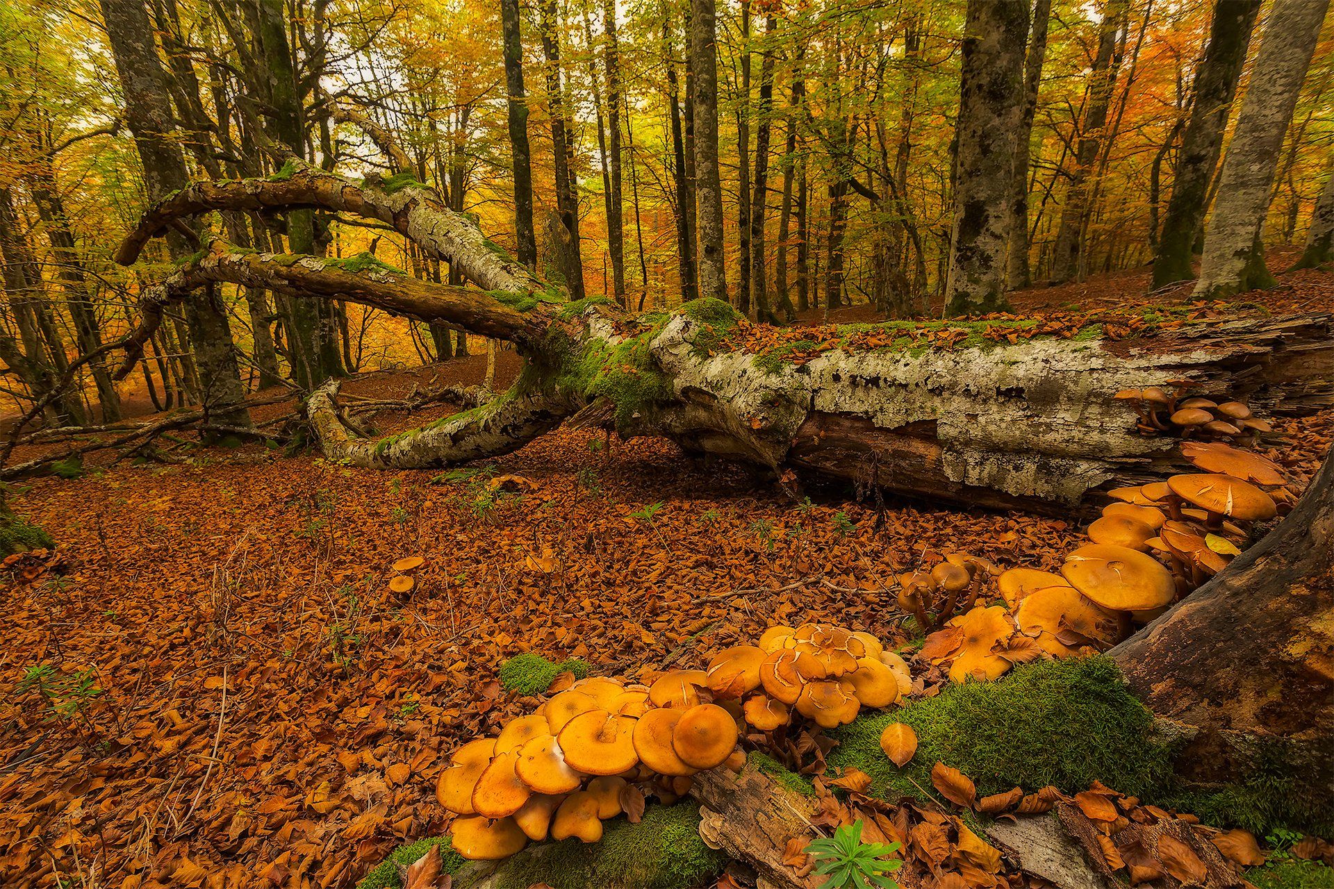 1920x1280 Autumn Forest Oasis: Vibrant Mushrooms and Majestic Trees HD Wallpaperx1280