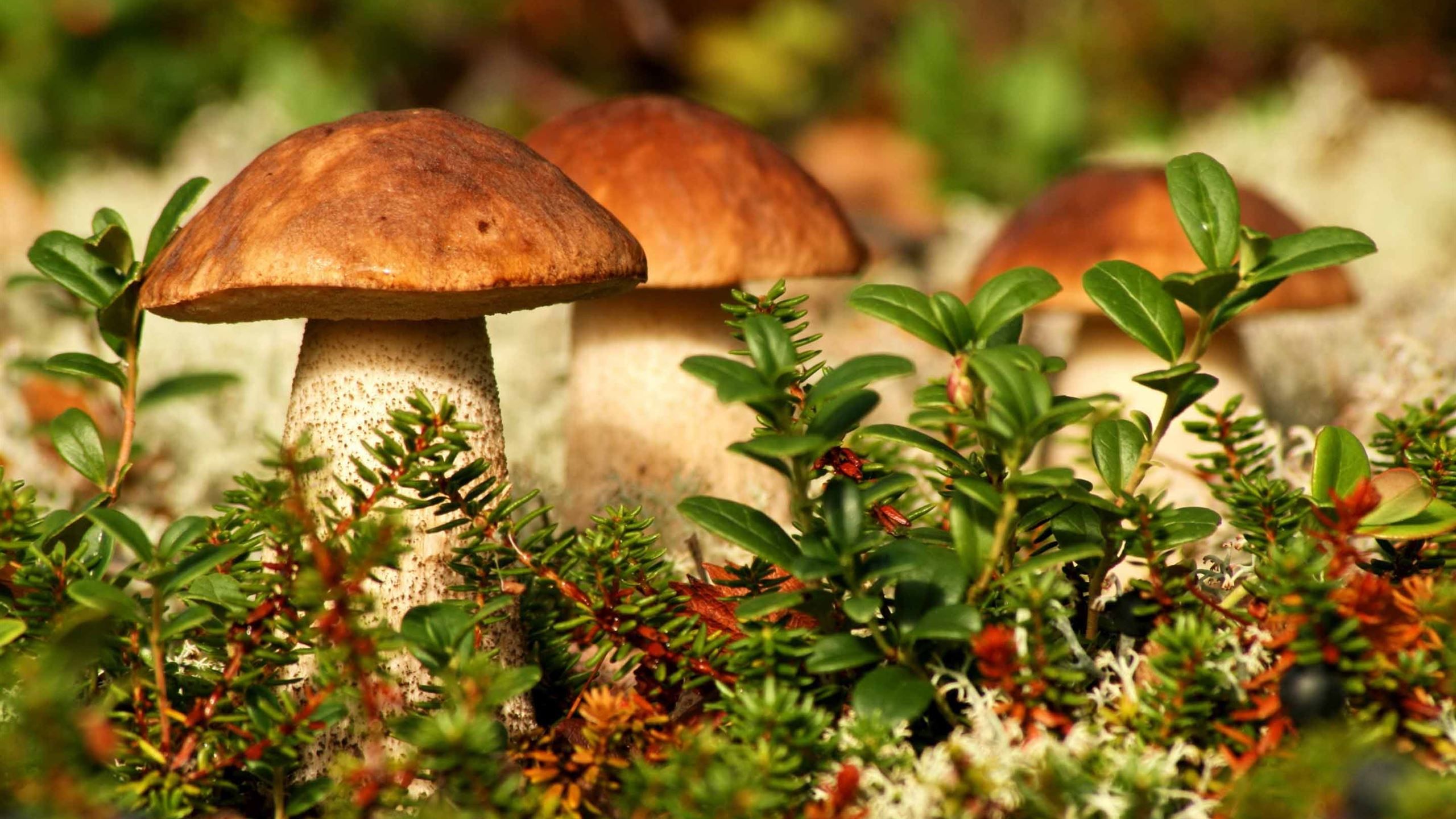 2560x1440 Autumn Mushrooms Mac Wallpaper Download