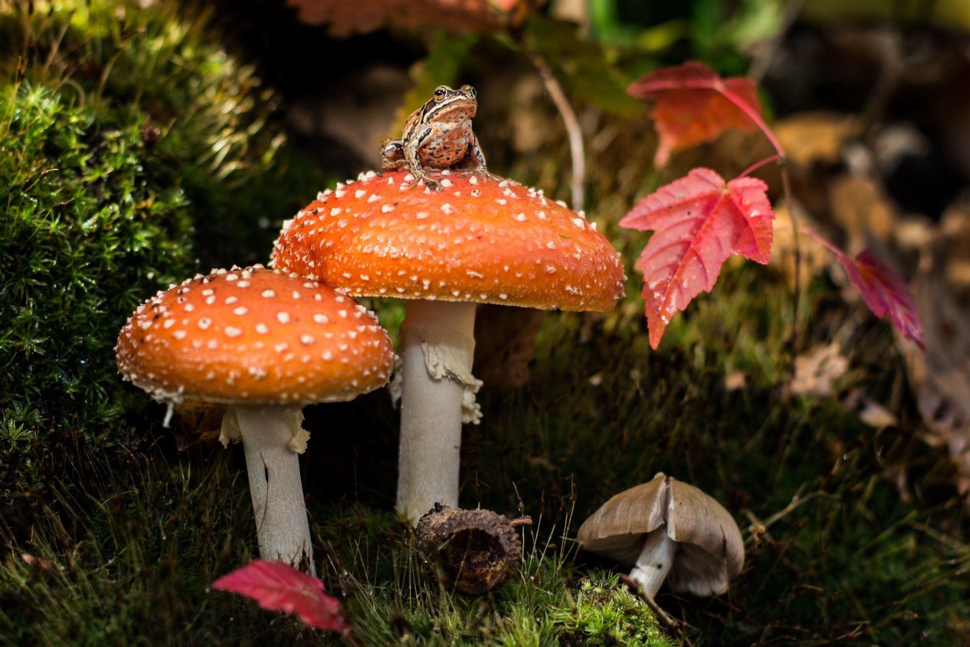 1920x1280 Autumn Frog Perched on Vibrant Mushrooms