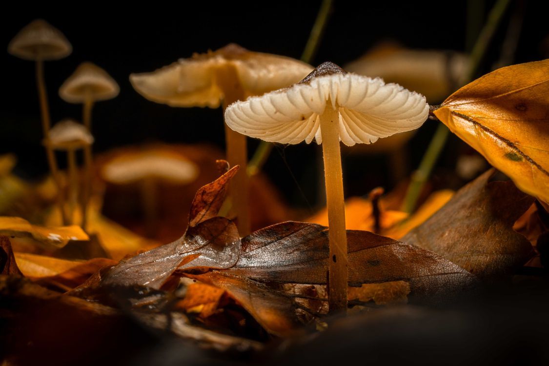 1125x750 Close Up Of Mushrooms Among Autumn Leaves · Free
