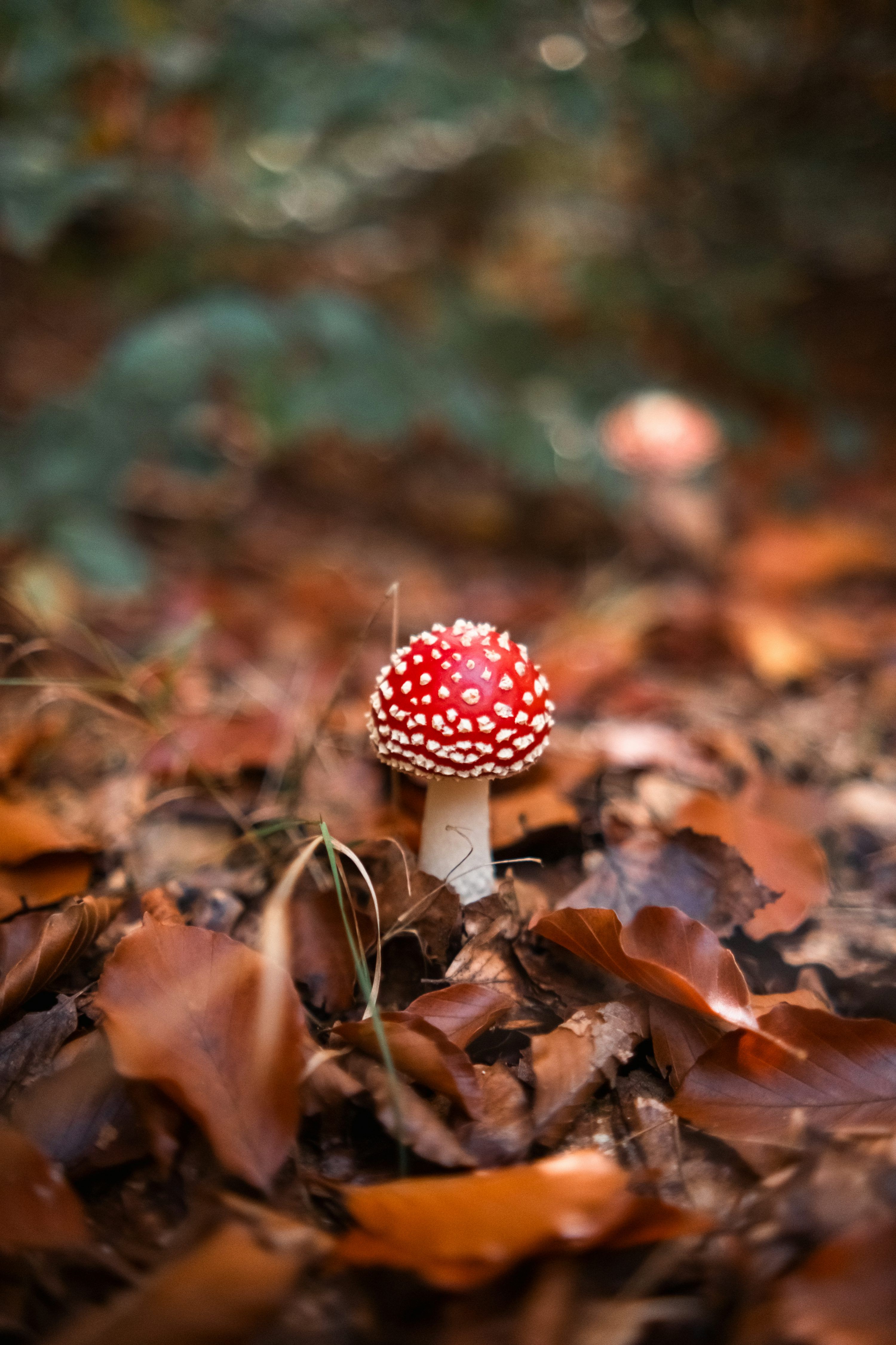 3000x4500 A red and white mushroom in autumn leaves