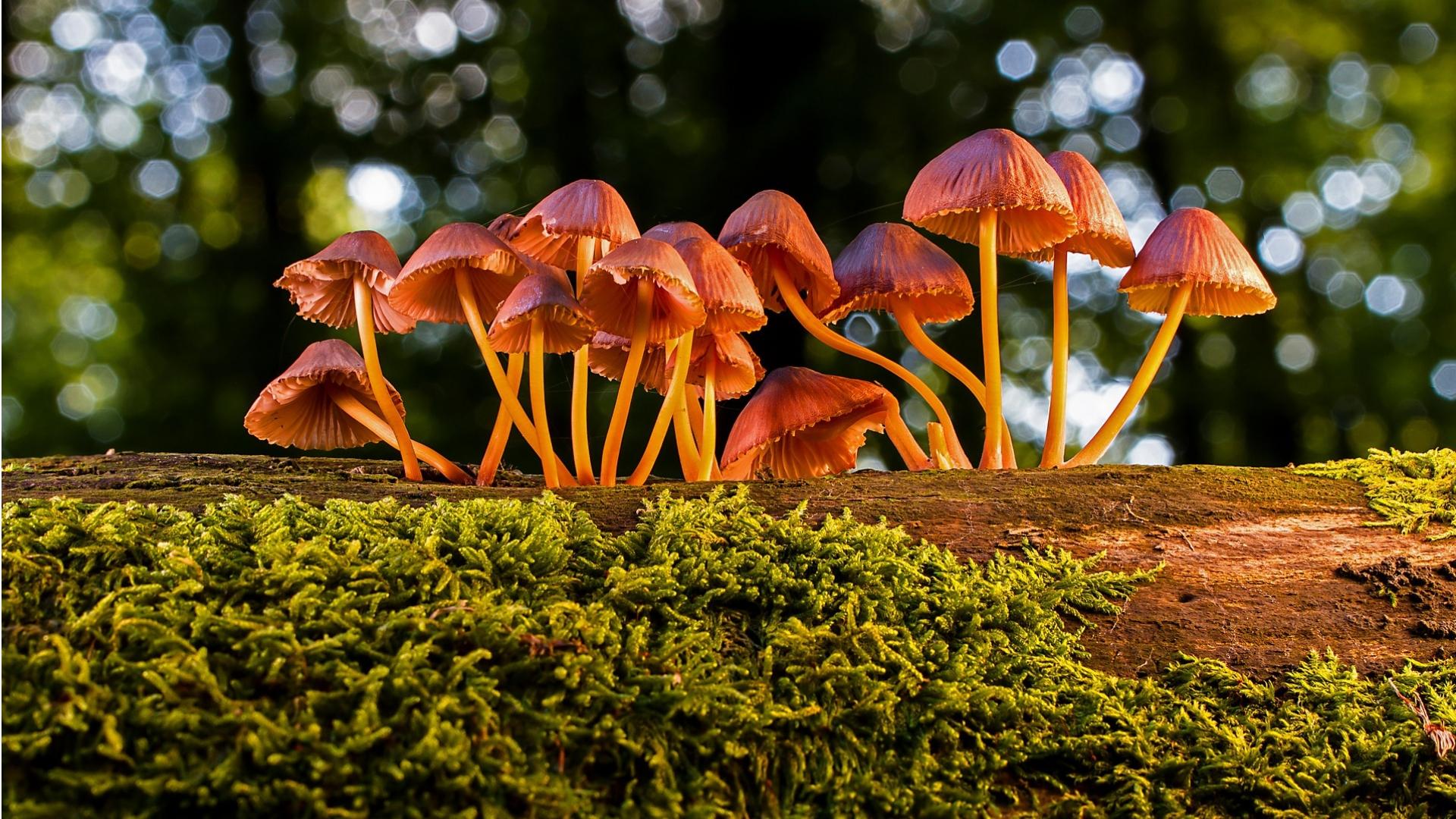1920x1080 Small Mushroom [1920*1080]