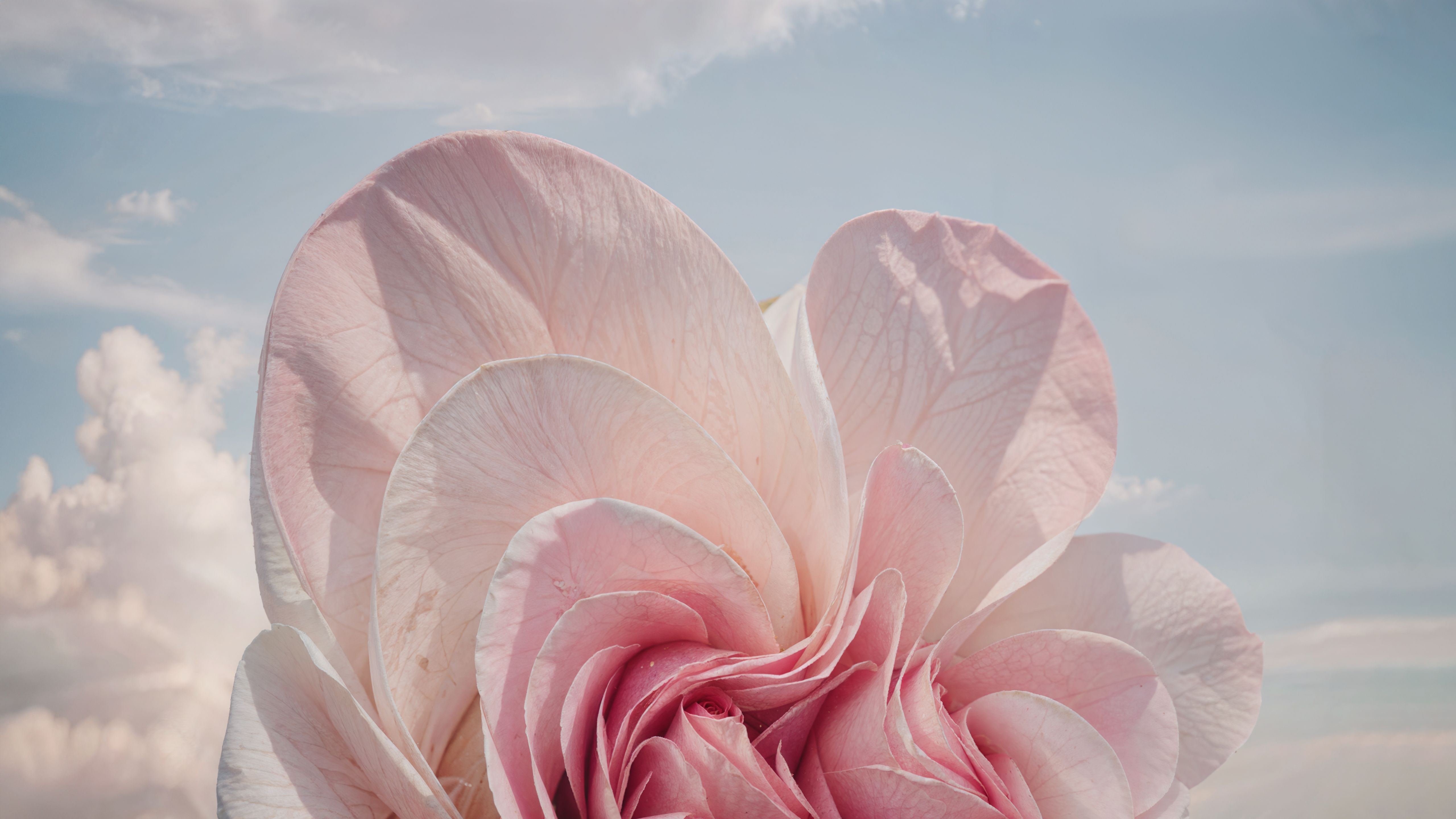 5120x2880 Windows 11 Pink Floral Aesthetic HD Wallpaperx2880