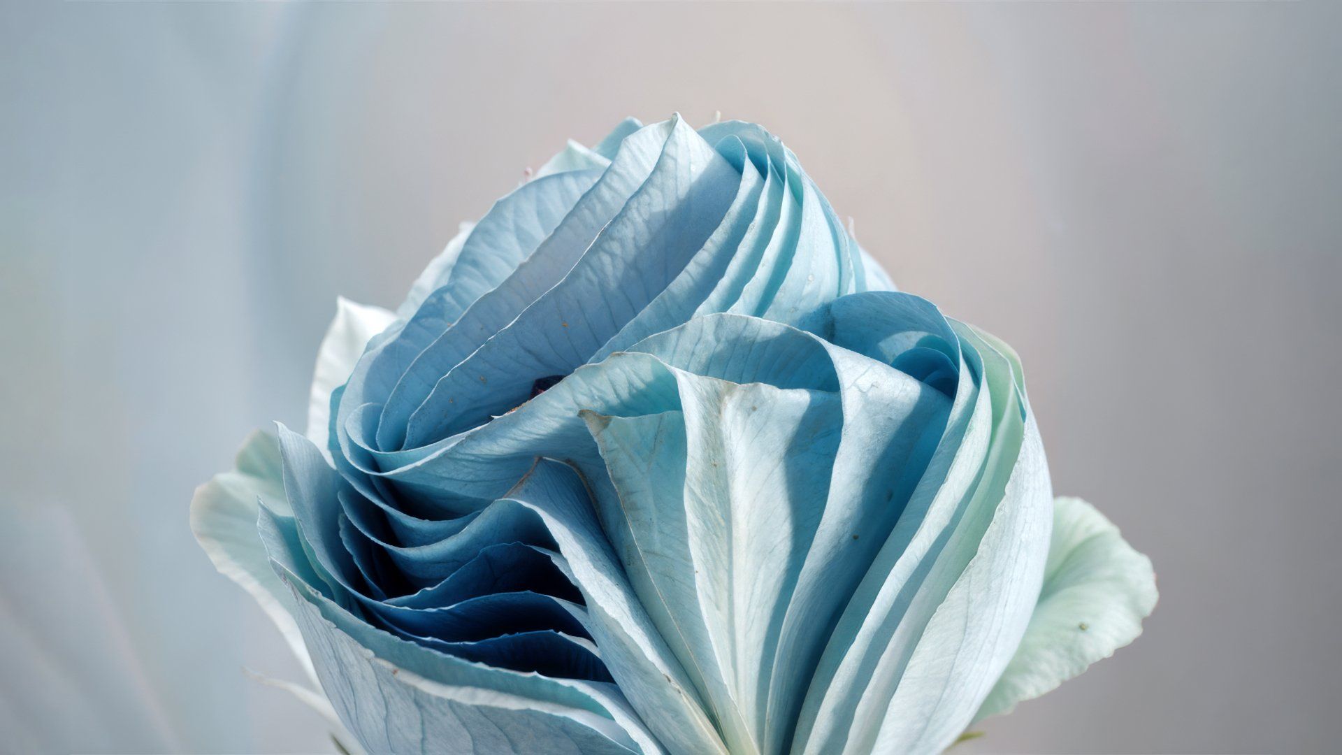 1920x1080 Blue Aesthetic Rose: Windows 11 Inspired HD Wallpaperx2880