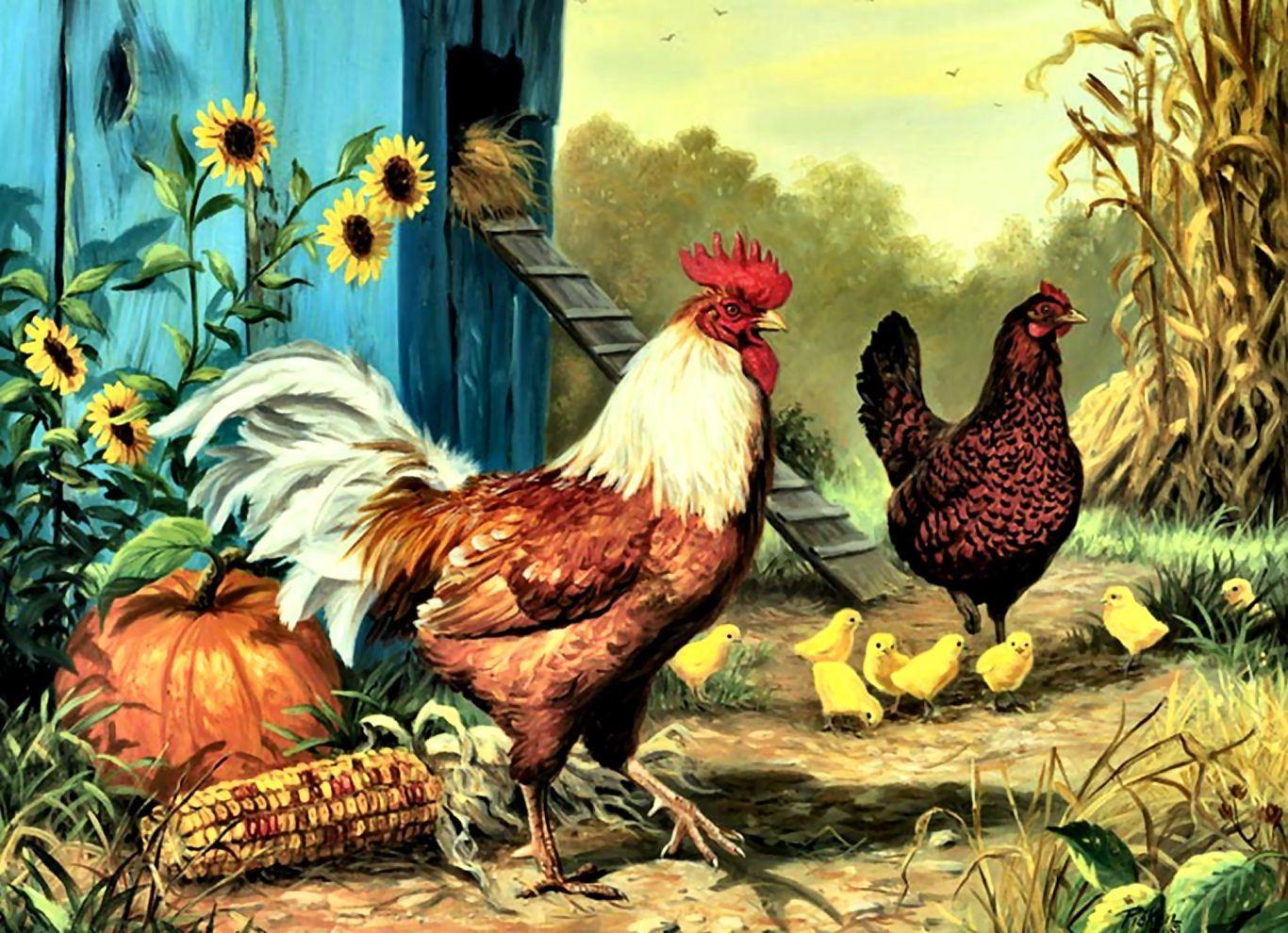 1366x990 Hen Wallpaper