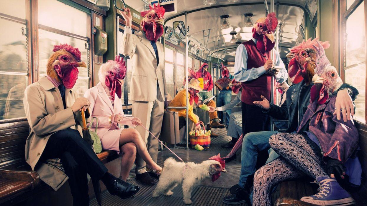 1244x700 Humor animal chicken manipulation situation people cg digital art wallpaperx1080