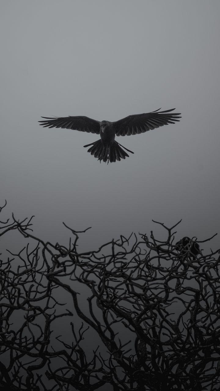 720x1280 The Crow Wallpaper HD For Android Mobile Download