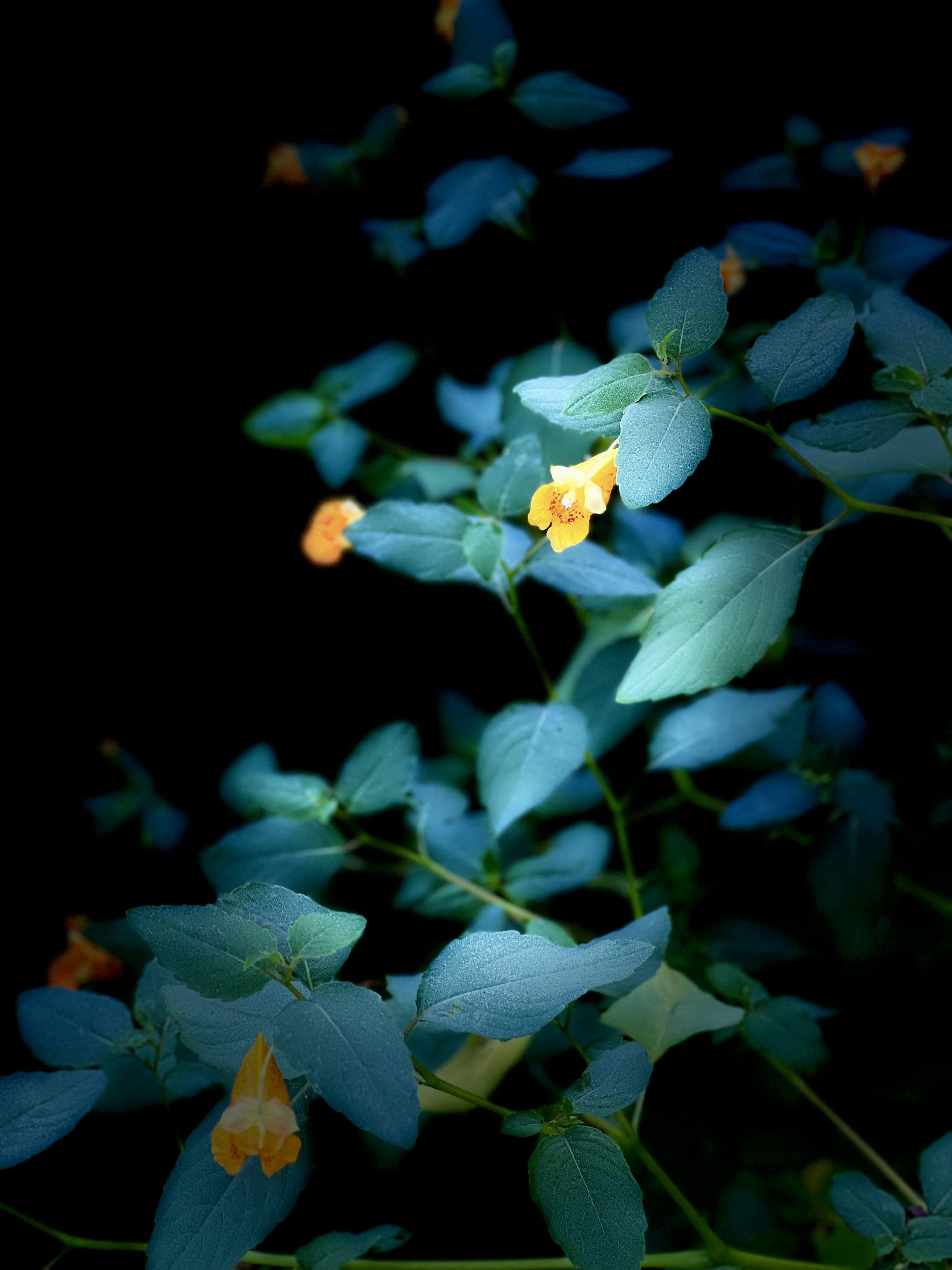 3000x4000 OLED Wallpaper: Free HD Download [4K]