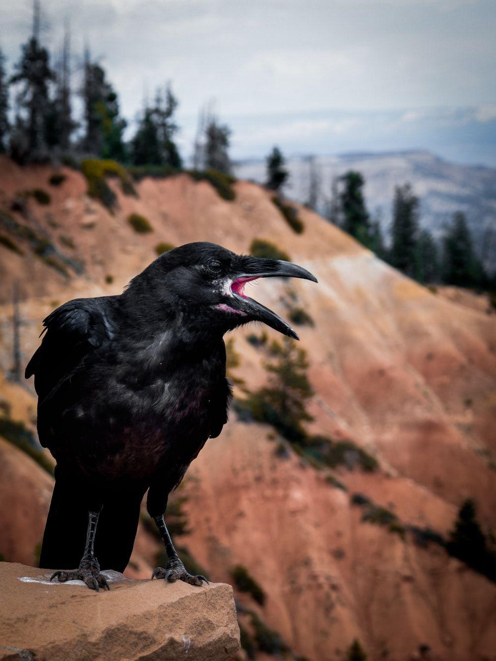 1000x1333 Crow Picture [HD]. Download Free Image