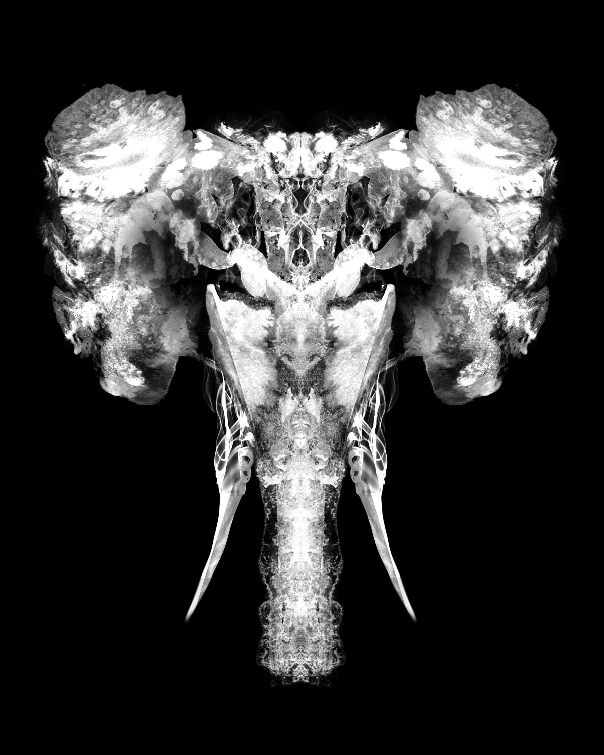 1920x2400 Elephant skull inkblot test (2). Image - Behance