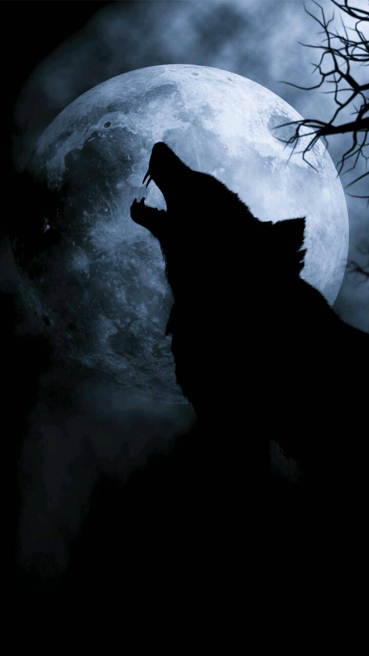 Crow and Wolf Wallpapers - Top Free Crow and Wolf Backgrounds ...