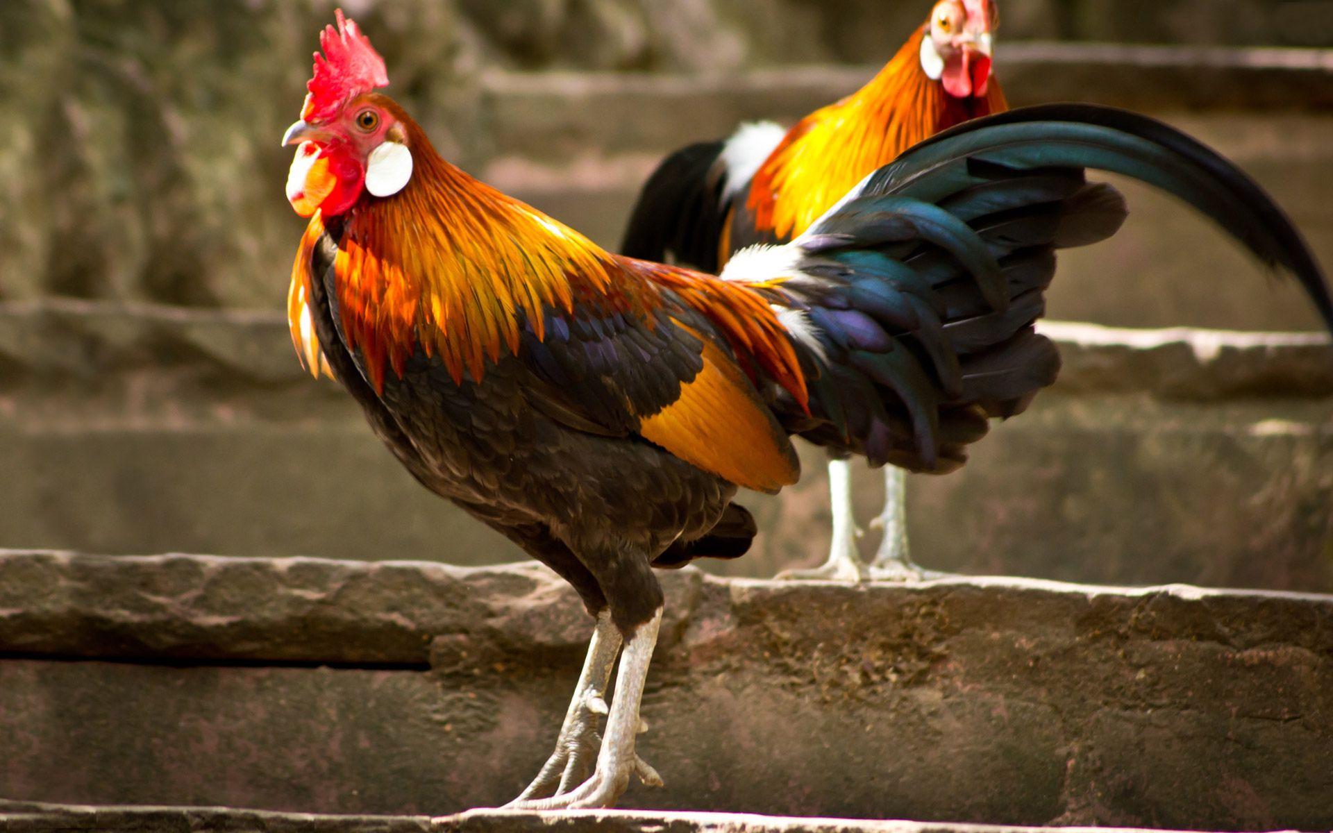 1920x1200 px Chicken Rooster High Quality Wallpaper, High Definition Wallpaper