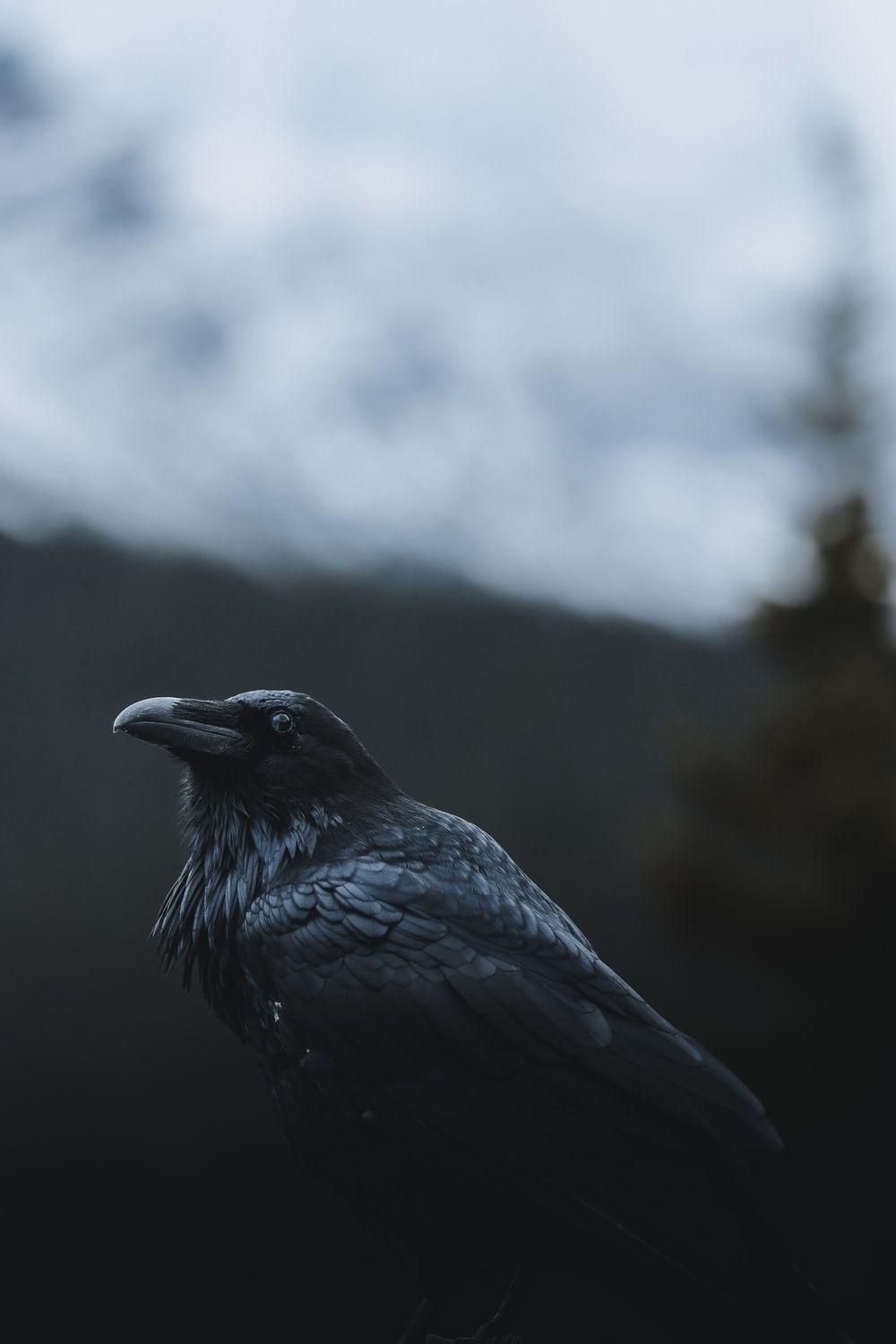 1000x1500 Crow Picture [HD]. Download Free Image