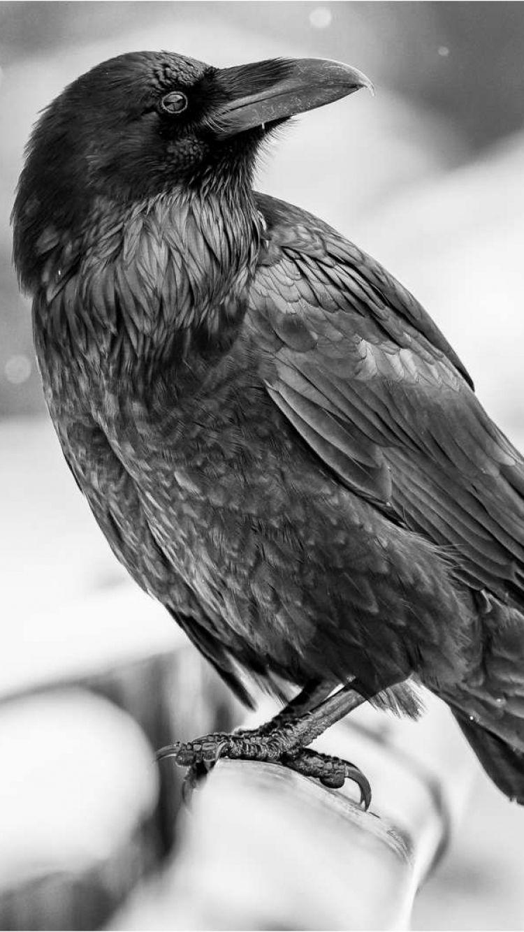 750x1334 Raven Background
