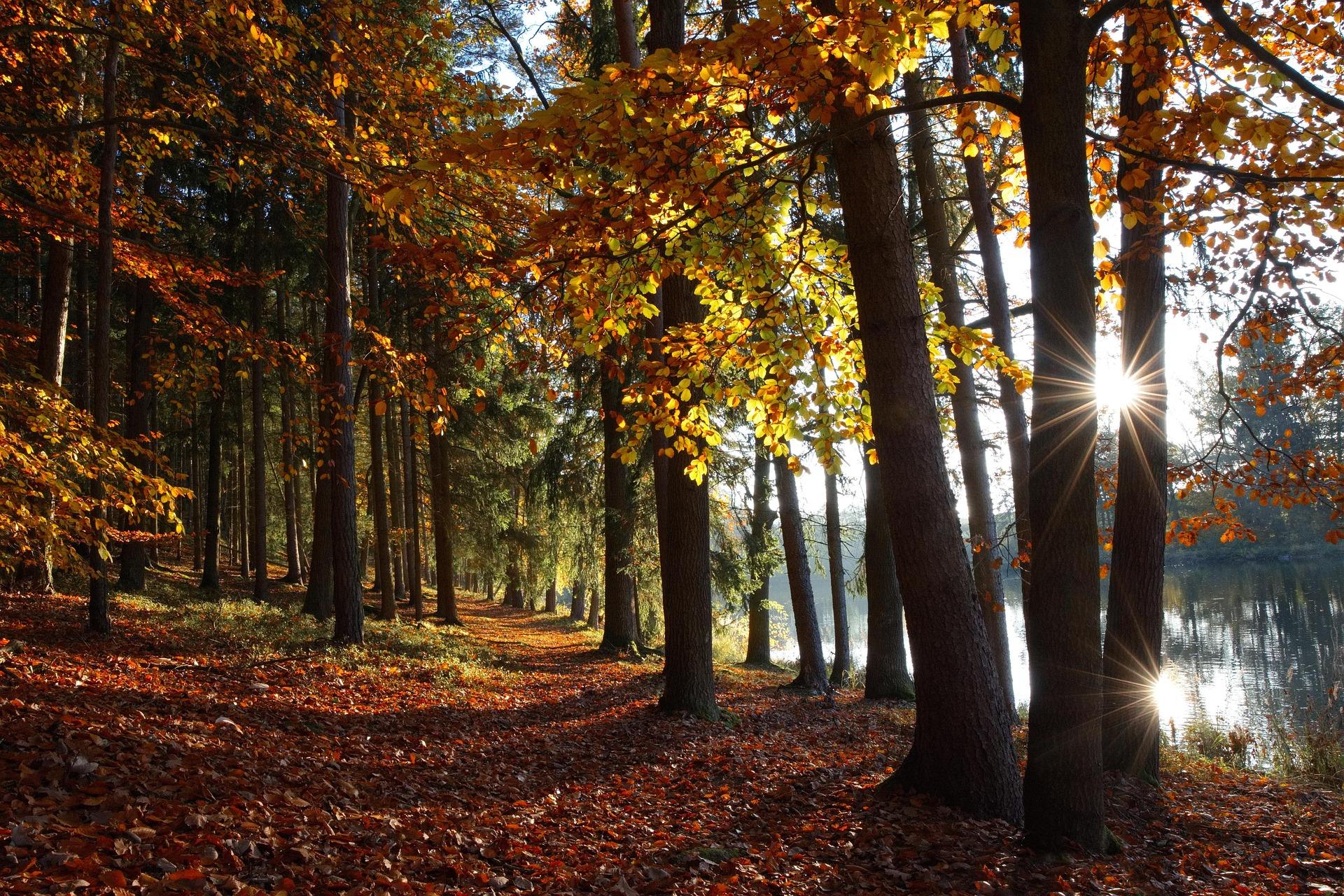 1920x1280 Foliage, Deer, and Scenic Walks at Seoul Forest Park in Autumn