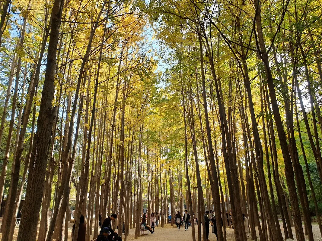 1067x800 Seoul Forest