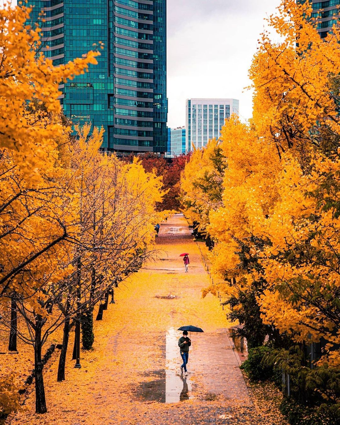 1080x1351 Seoul Forest after the autumn rain, Seongdong District, Seoul [1080×1351]