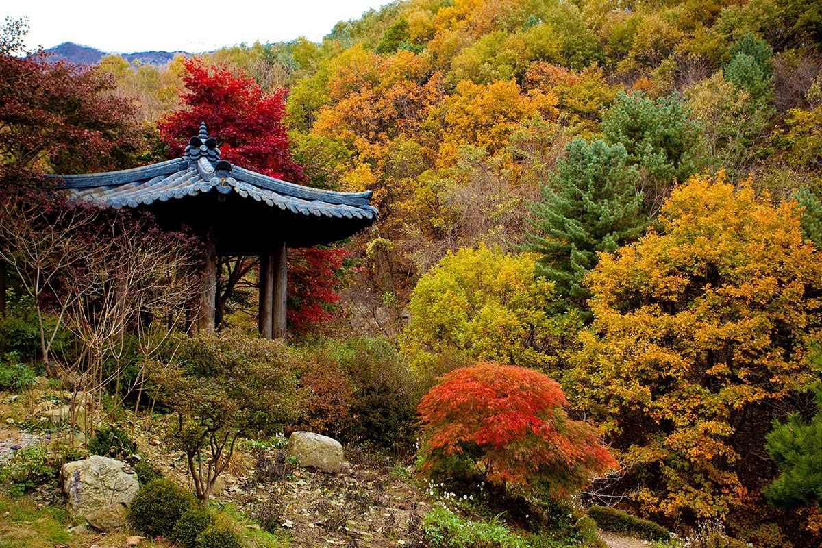 1200x800 Discovering Seoul Forest: A Serene Urban Escape in the Heart of Seoul Agoda: See The World For Less