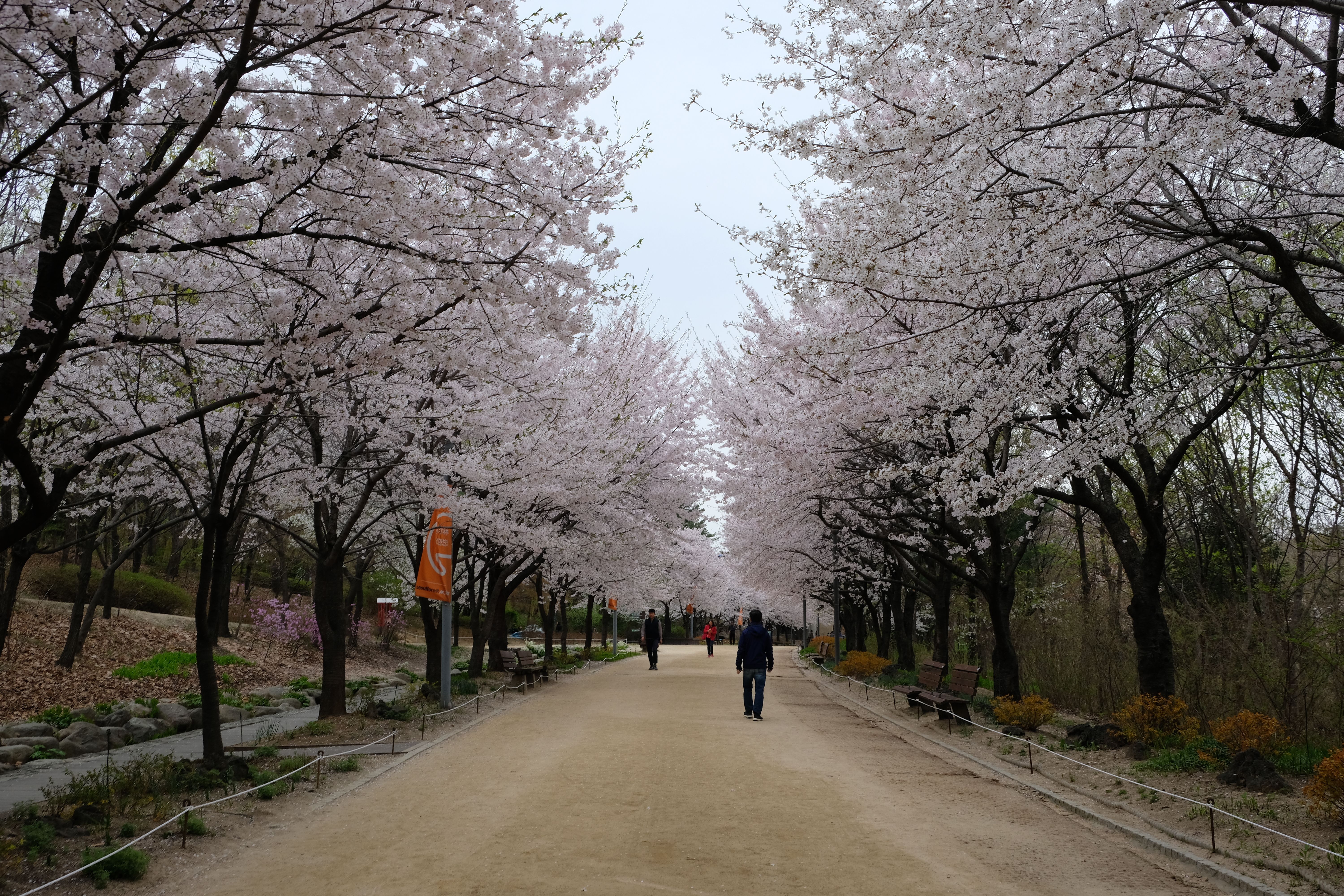 6000x4000 Seoul Forest Photo Blog: Good escape from city buildings 127 A Precious Moment X Kichwork Photo Location! (How to go and what to expect) Traveling Star