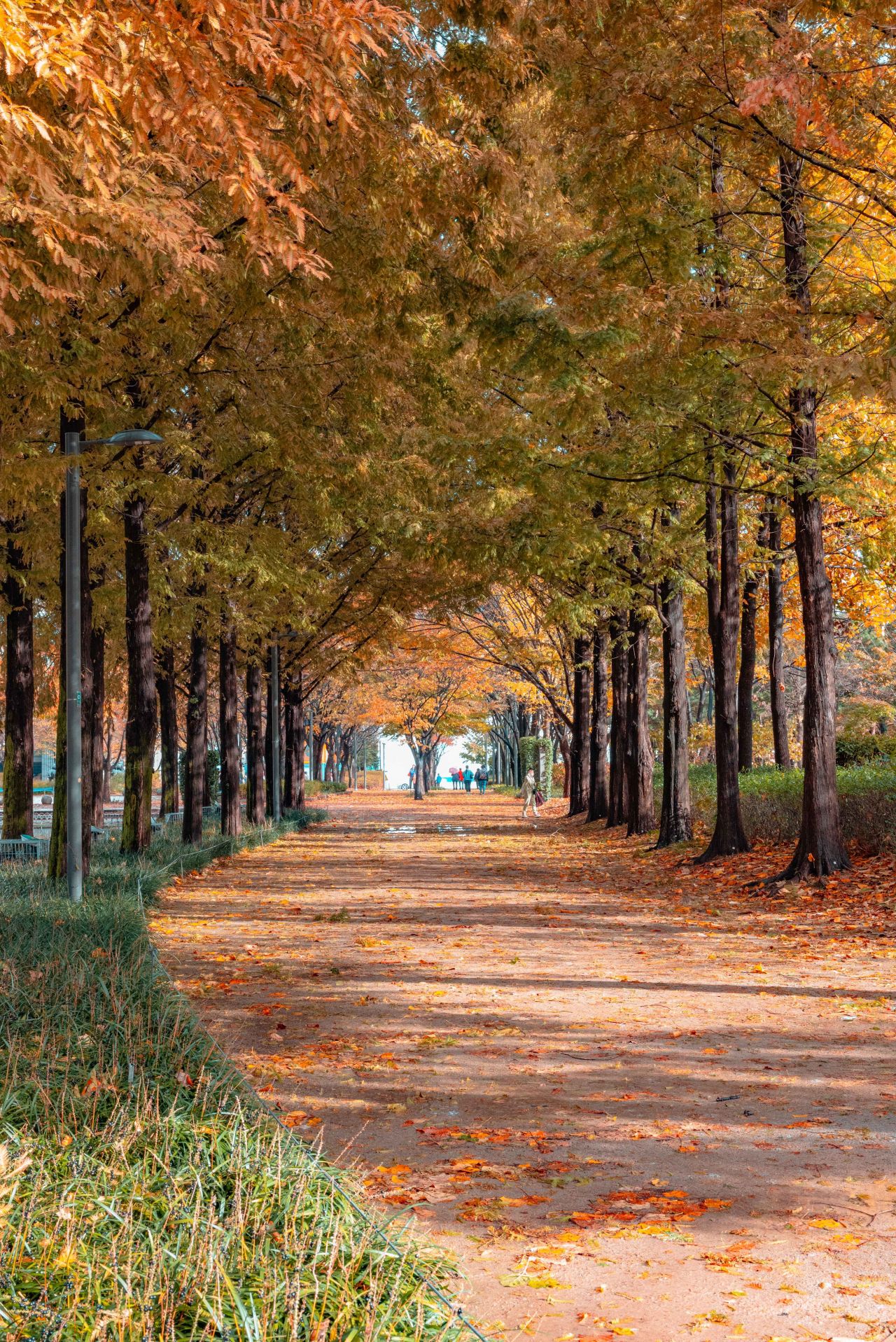 1280x1917 Relaxing fall foliage trips, popular autumn getaways in Seoul Korea Herald