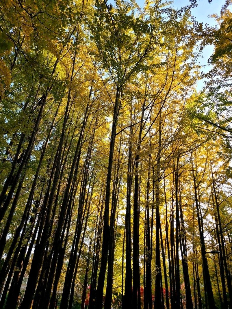 803x1070 Seoul Autumn Outing: Seoul Forest Ginkgo Forest Autumn Foliage. Trip.com Seoul
