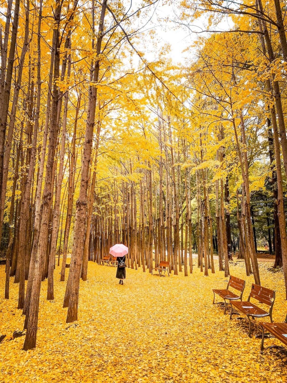 1000x1334 Ginkgo Tree Roads In Korea Awe Inspiring Places To See Golden Ginkgo Leaves In Fall Travel Stained