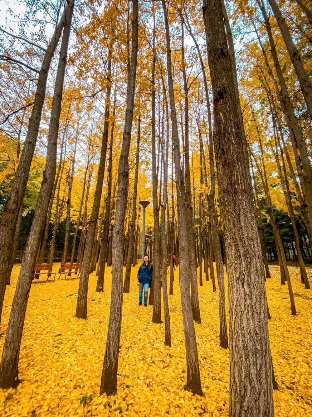 1000x1334 Ginkgo Tree Roads In Korea Awe Inspiring Places To See Golden Ginkgo Leaves In Fall Travel Stained