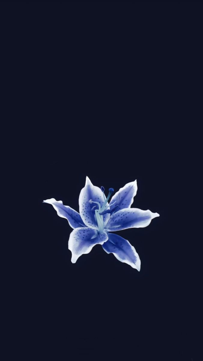 676x1200 Navy blue lotus wallpaper. Navy blue hibiscus wallpaper, Dark blue flowers wallpaper, Pretty blue flowers