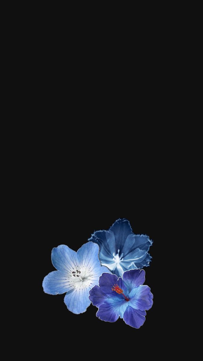 675x1200 Dark blue hibiscus. Navy blue hibiscus wallpaper, Blue hibiscus black background, Blue flower black background