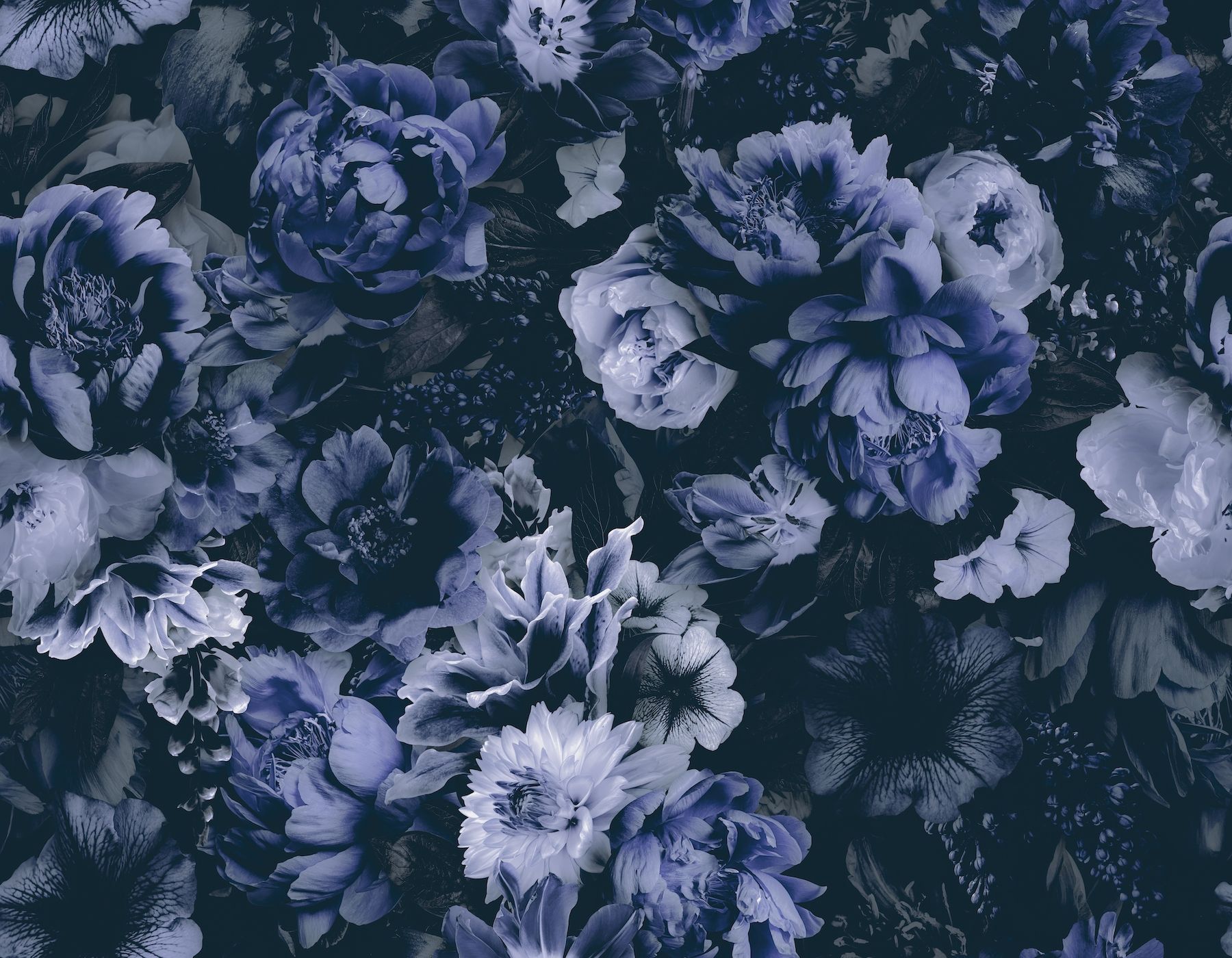 1800x1400 Floral Baroque Opulence Navy Blue Wallpaper