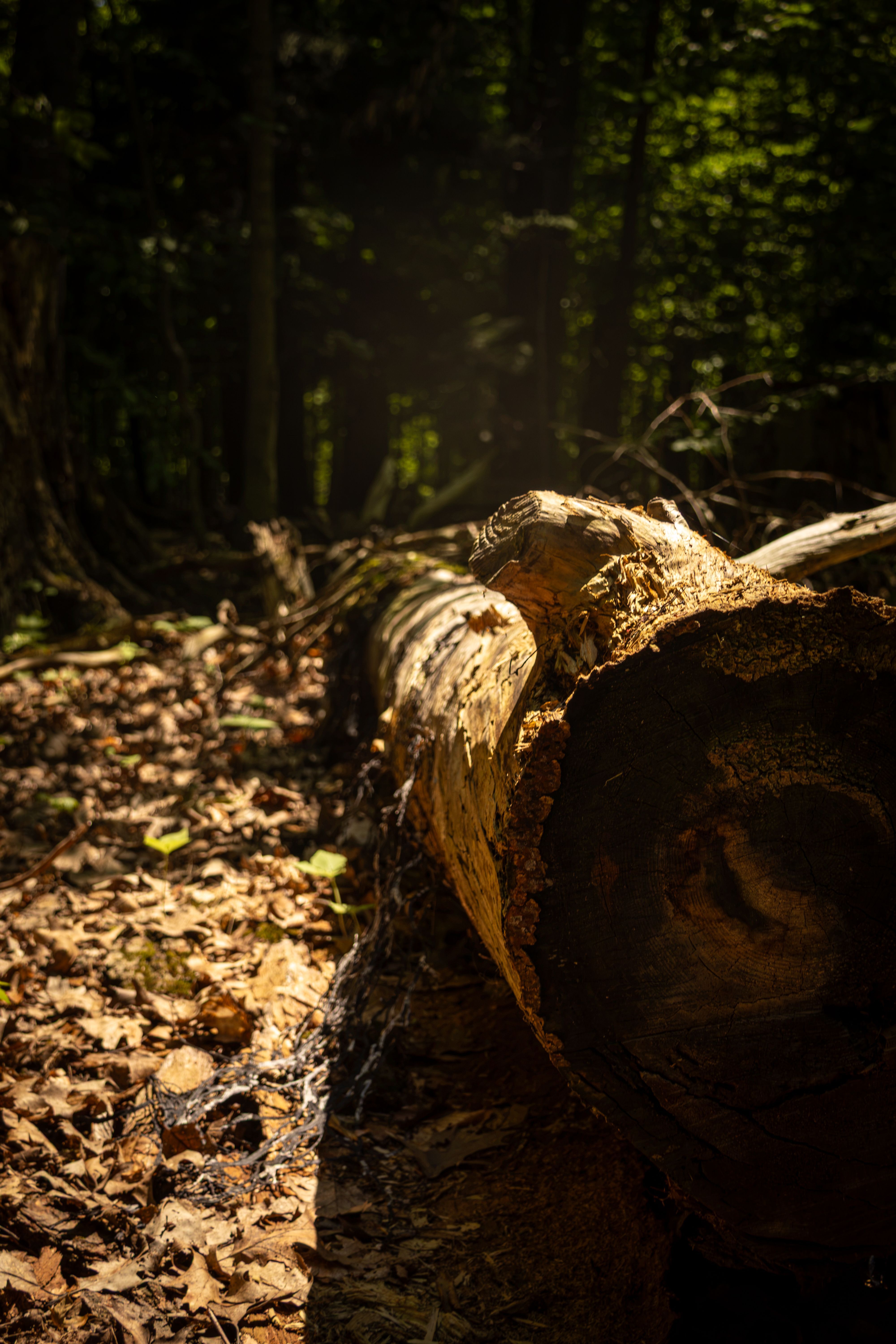 4000x6000 Fallen Log Photo, Download The BEST Free Fallen Log & HD Image