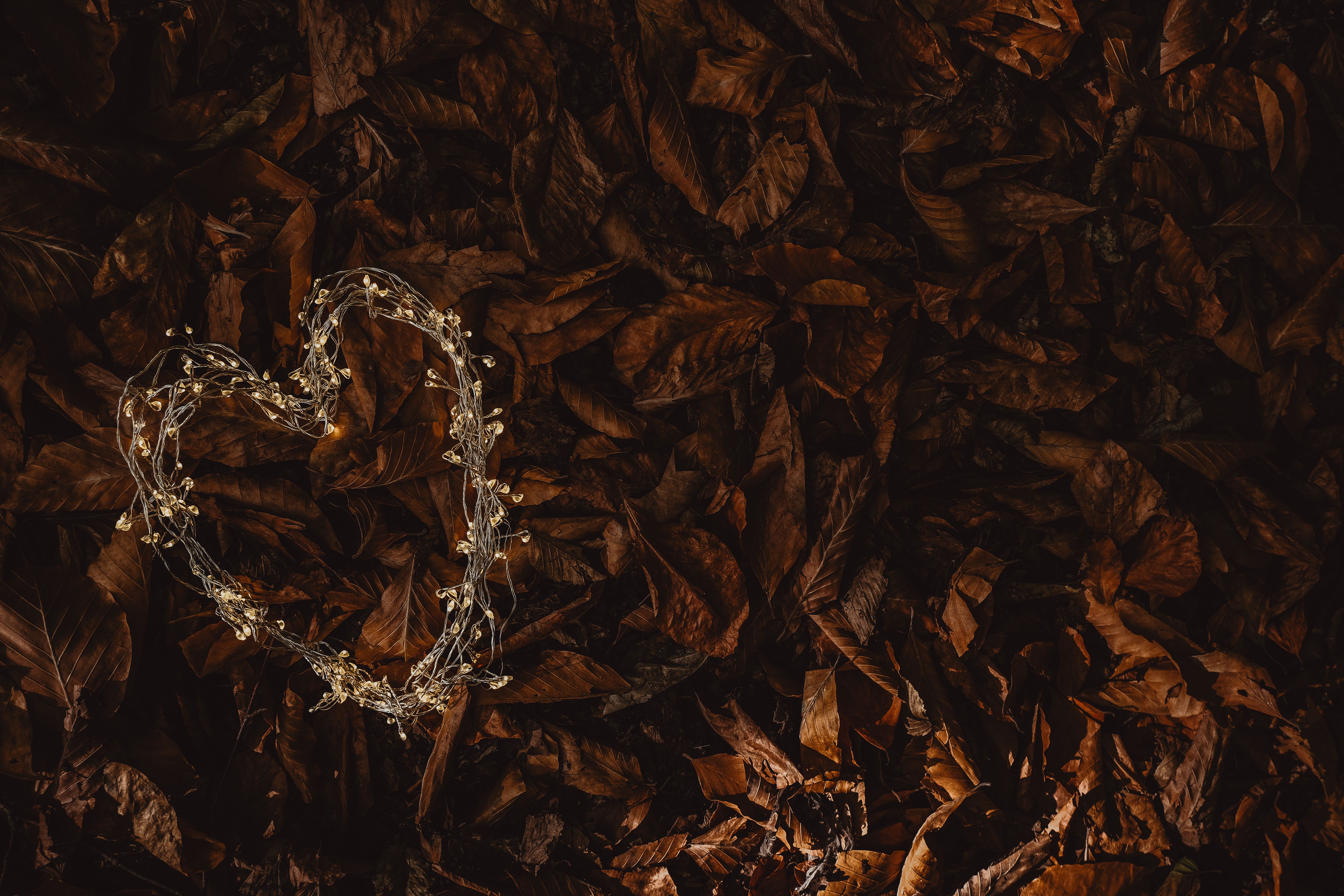 6240x4160 Heart Shaped LED Lights Lying on Fallen Leaves · Free