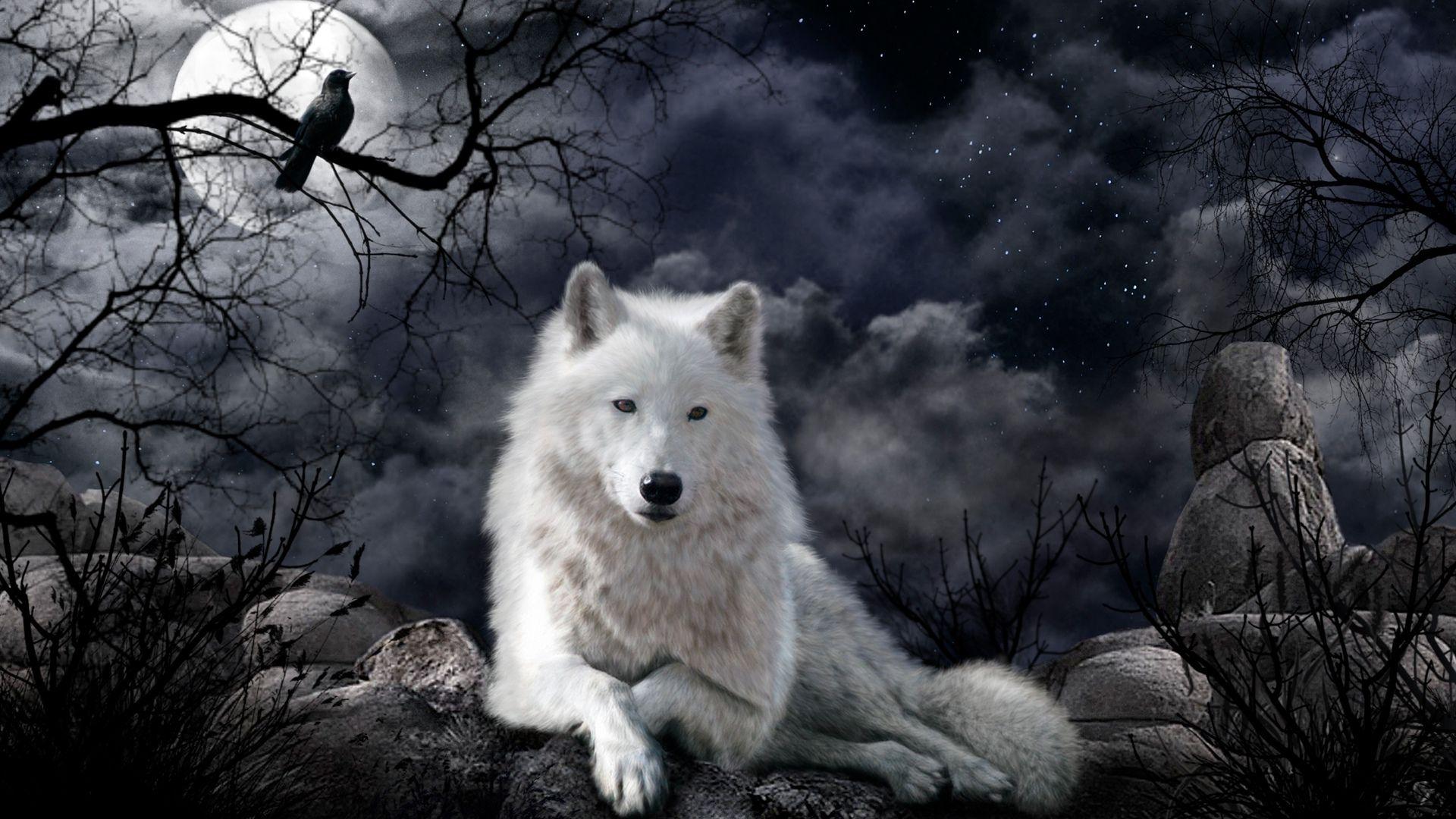 Crow and Wolf Wallpapers - Top Free Crow and Wolf Backgrounds ...