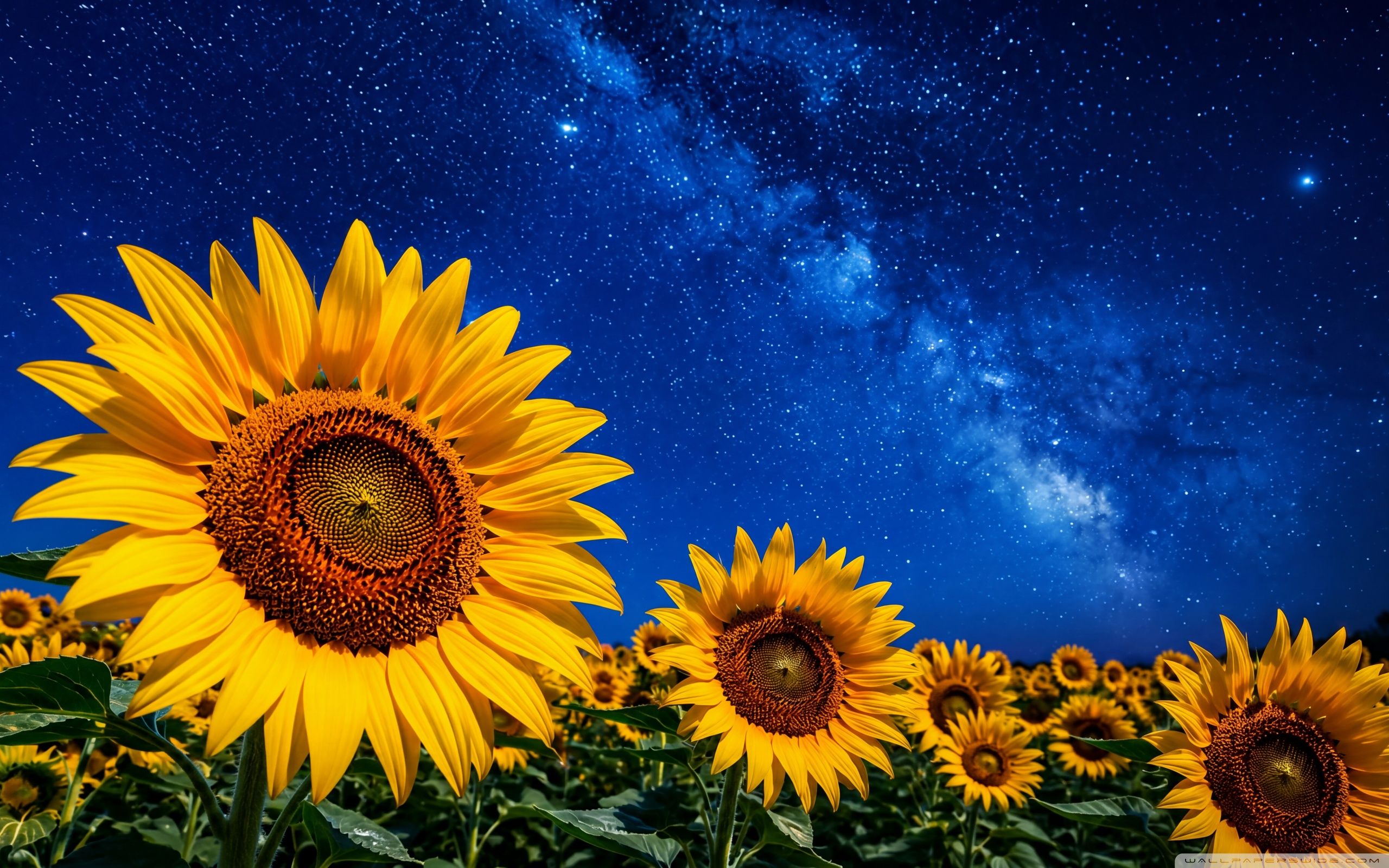 2560x1600 2560x1600 Widescreen 16:10 High Quality Desktop Wallpaper for UltraHD TV, Smartphone, Tablet