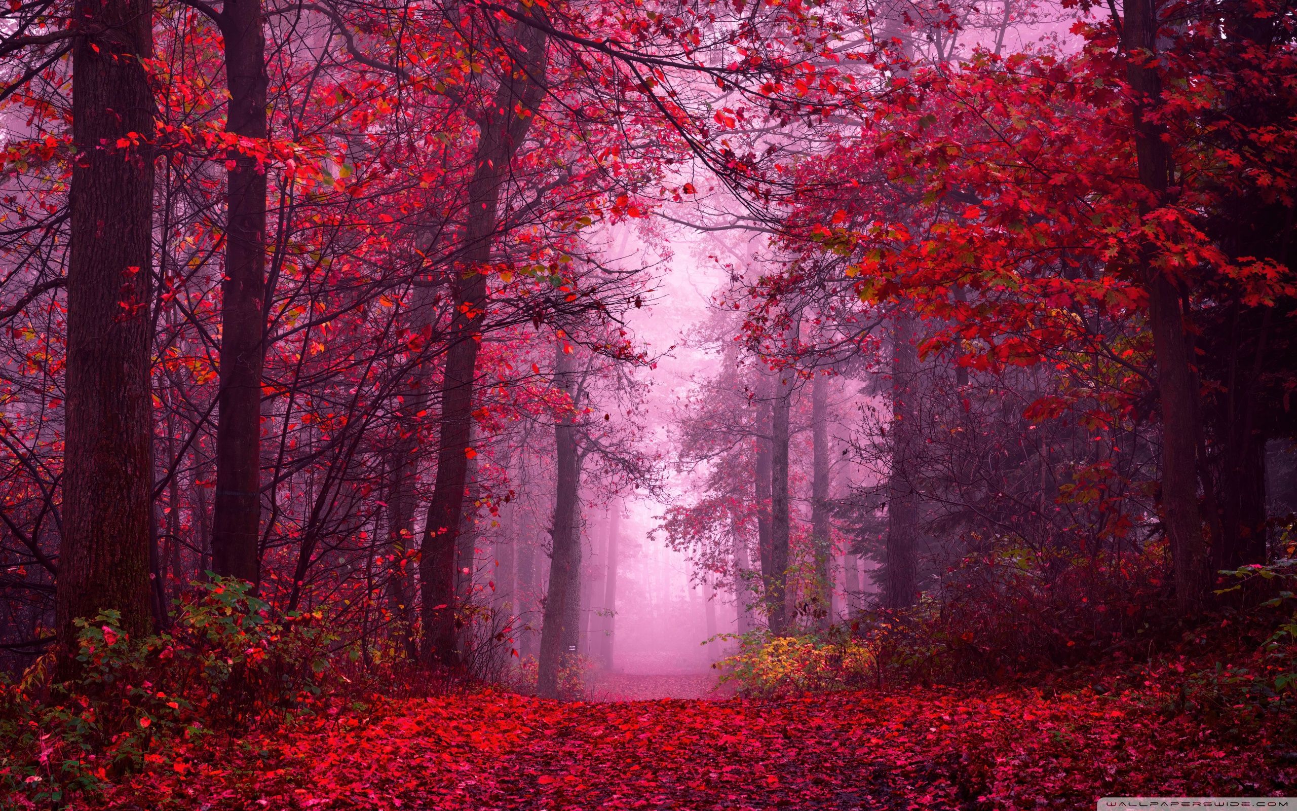 2560x1600 2560x1600 Widescreen 16:10 High Quality Desktop Wallpaper for UltraHD TV, Smartphone, Tablet