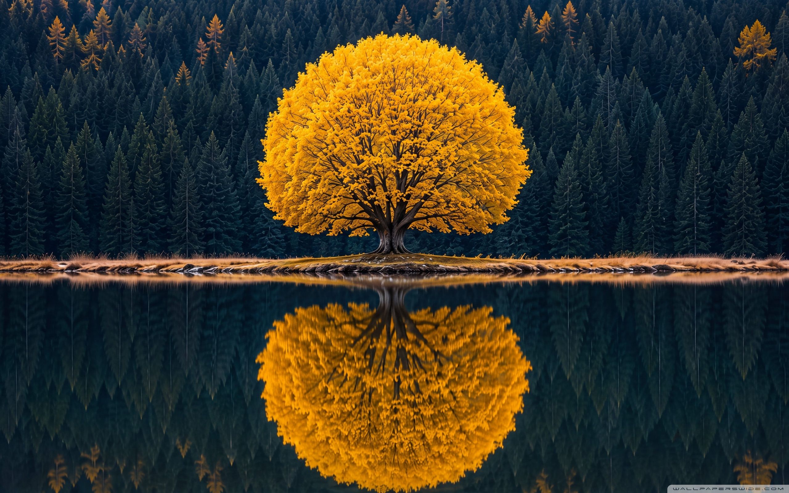 2560x1600 2560x1600 Widescreen 16:10 High Quality Desktop Wallpaper for UltraHD TV, Smartphone, Tablet