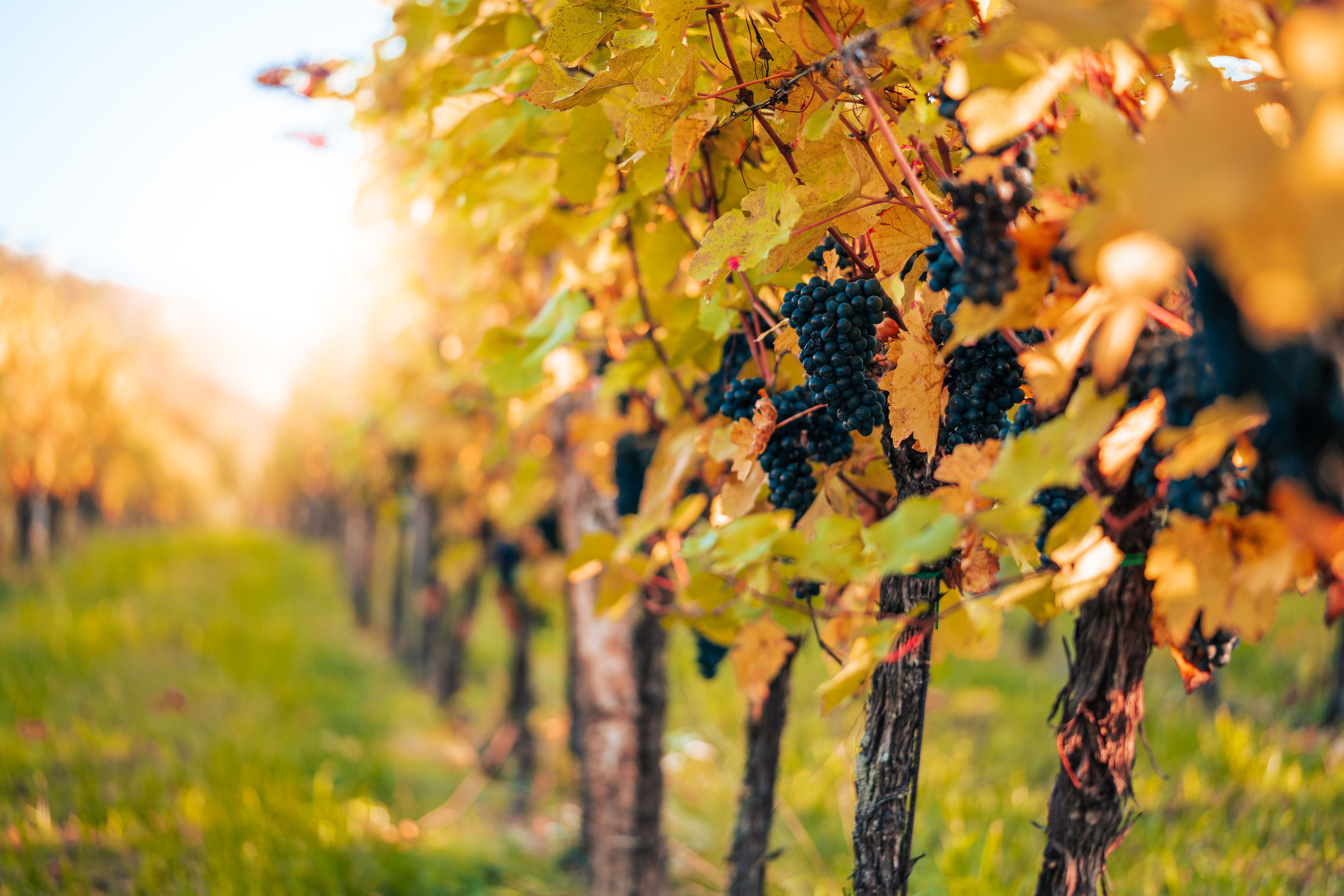 6000x4000 Vineyard Image. Free Image, Background and Wallpaper