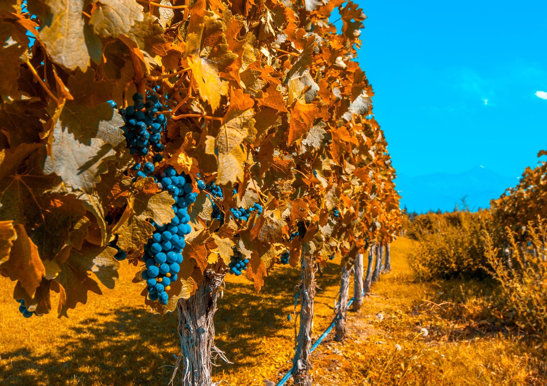 1920x1355 4K Ultra HD Vineyard In Fall: Man Made Grapes Under A Brilliant Blue Skyx3000
