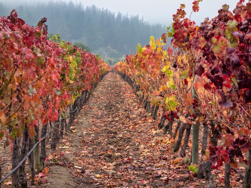 1024x768 Vinography Image: Autumn Rows